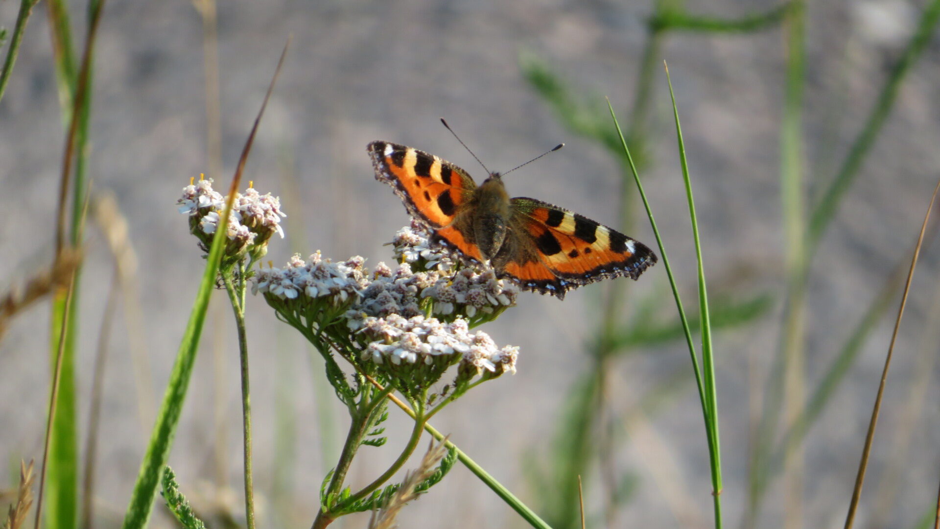 Valokuvaaja: Risto Kangassalo