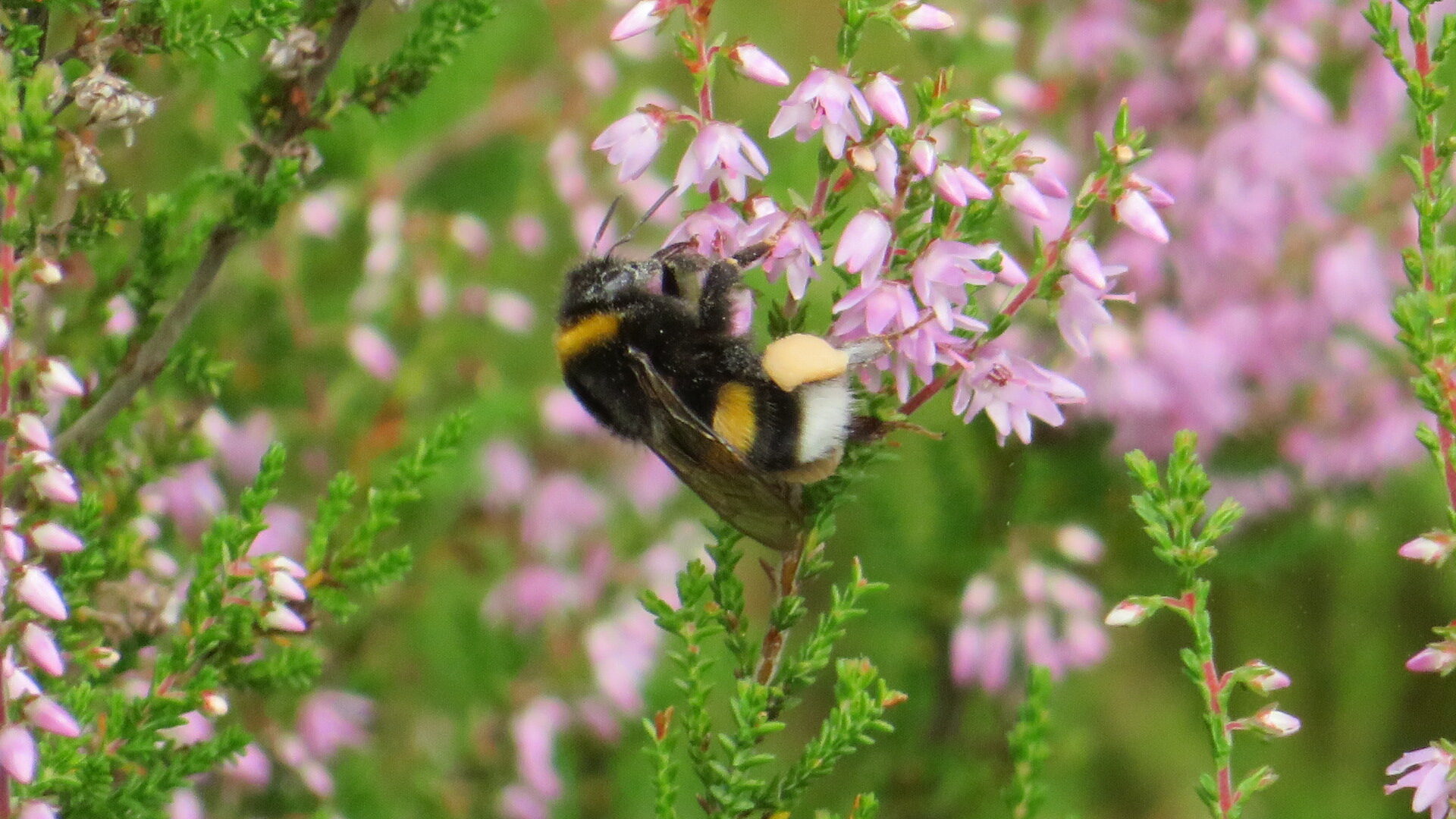 Valokuvaaja: Risto Kangassalo