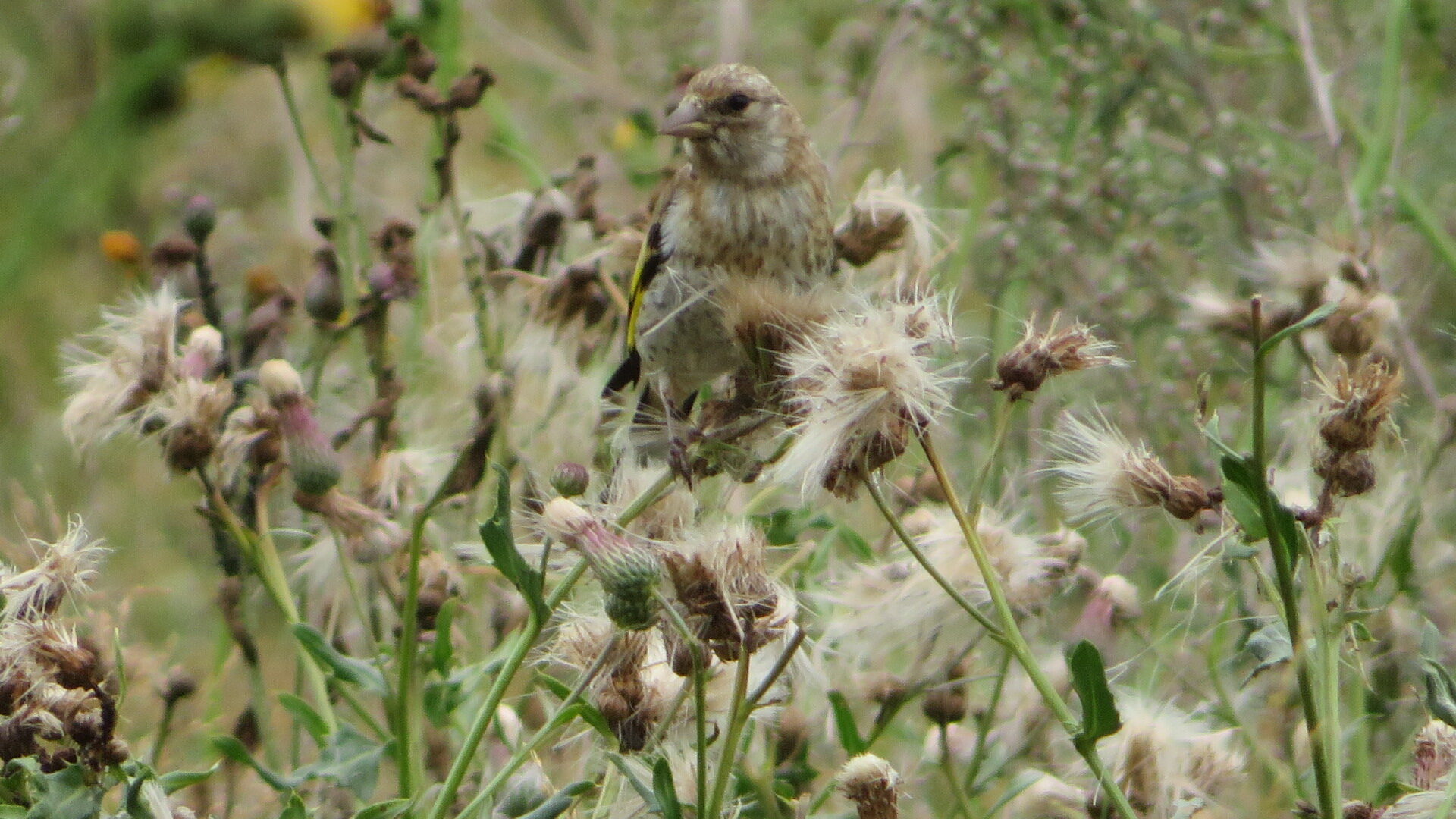 Valokuvaaja: Risto Kangassalo Valokuvaaja: Risto Kangassalo