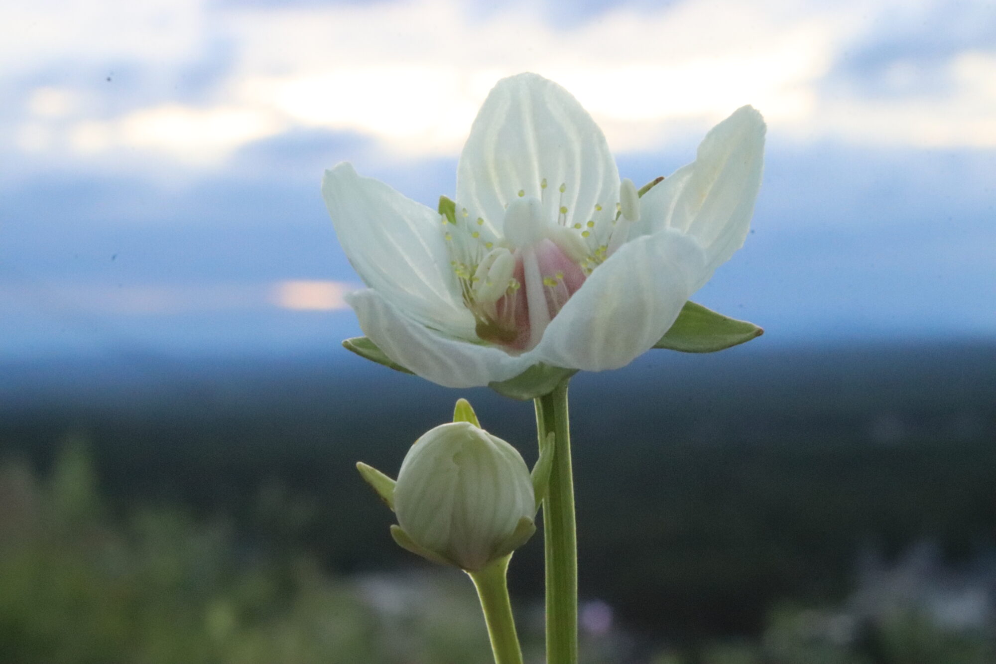 Valokuvaaja: Irja Lehtinen