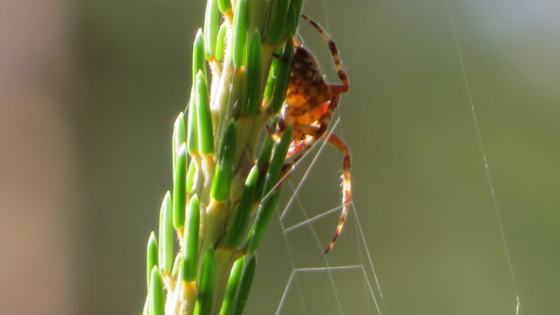 Valokuvaaja: Risto Kangassalo