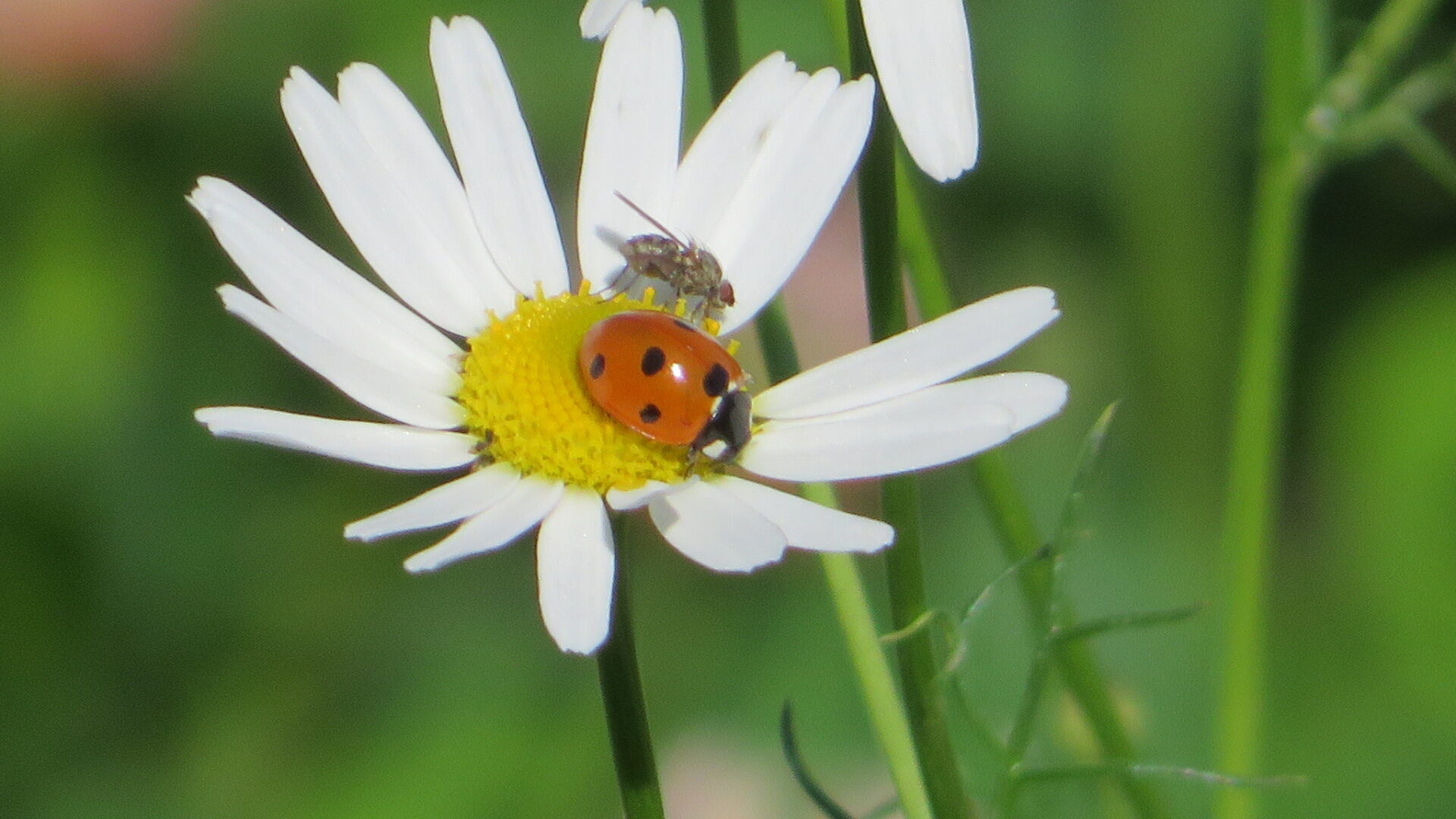 Valokuvaaja: Risto Kangassalo