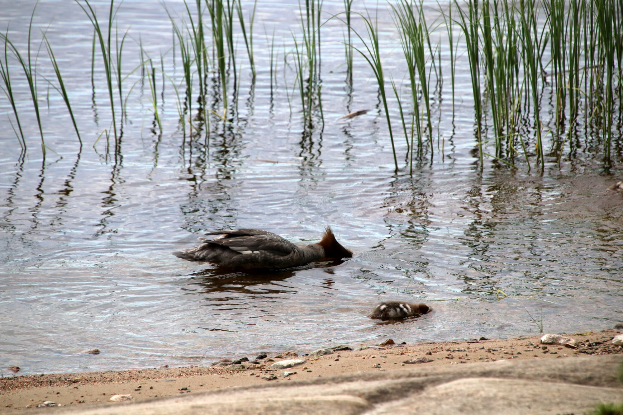 Valokuvaaja: Helena Sytelä Valokuvaaja: Helena Sytelä