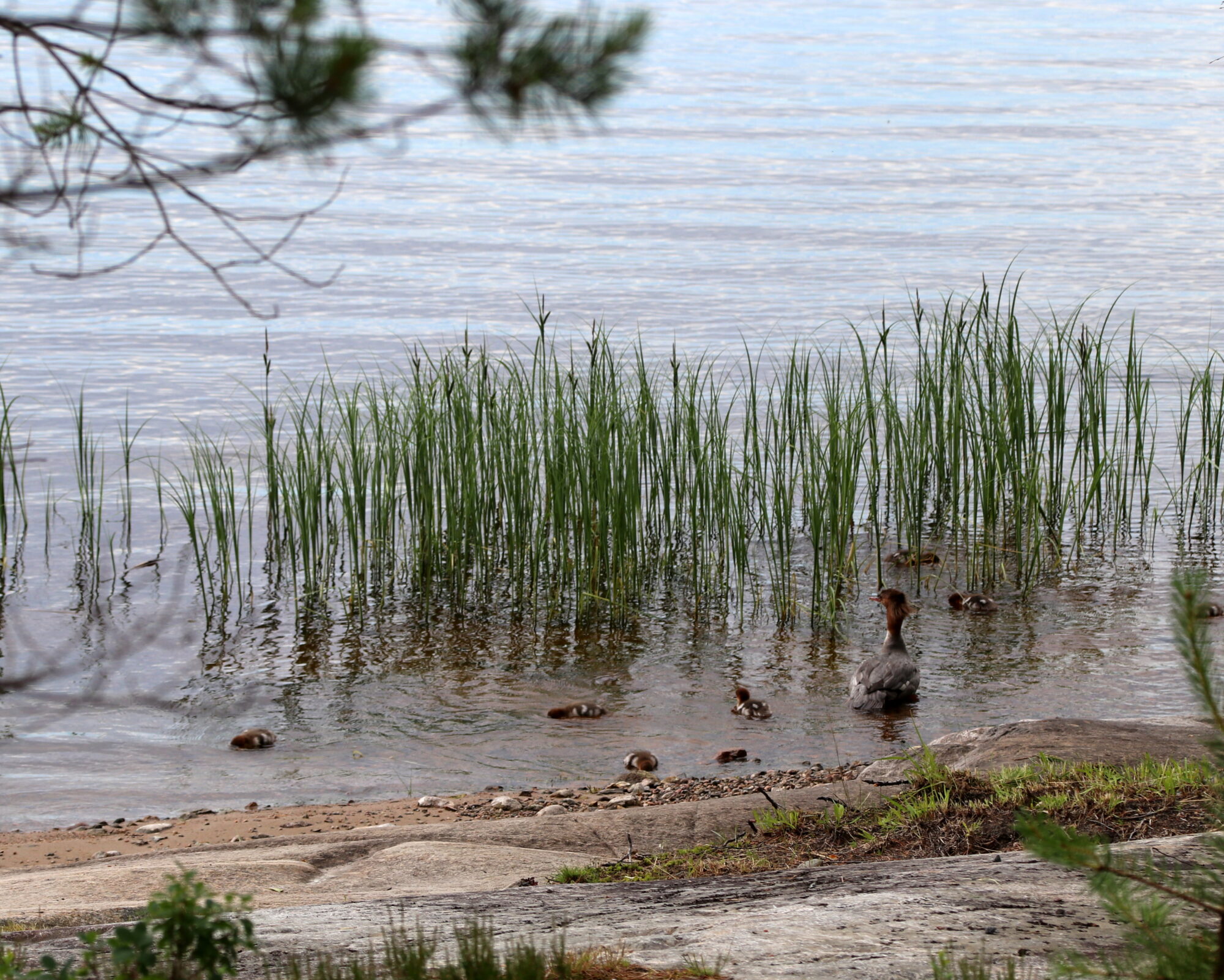 Valokuvaaja: Helena Sytelä