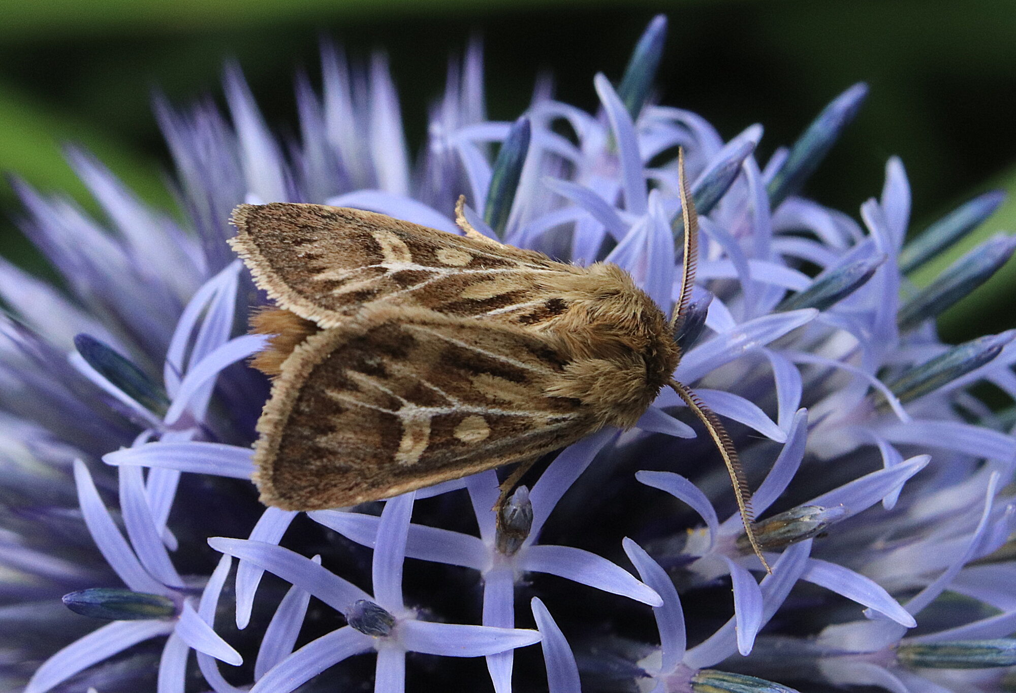 Valokuvaaja: Irja Lehtinen