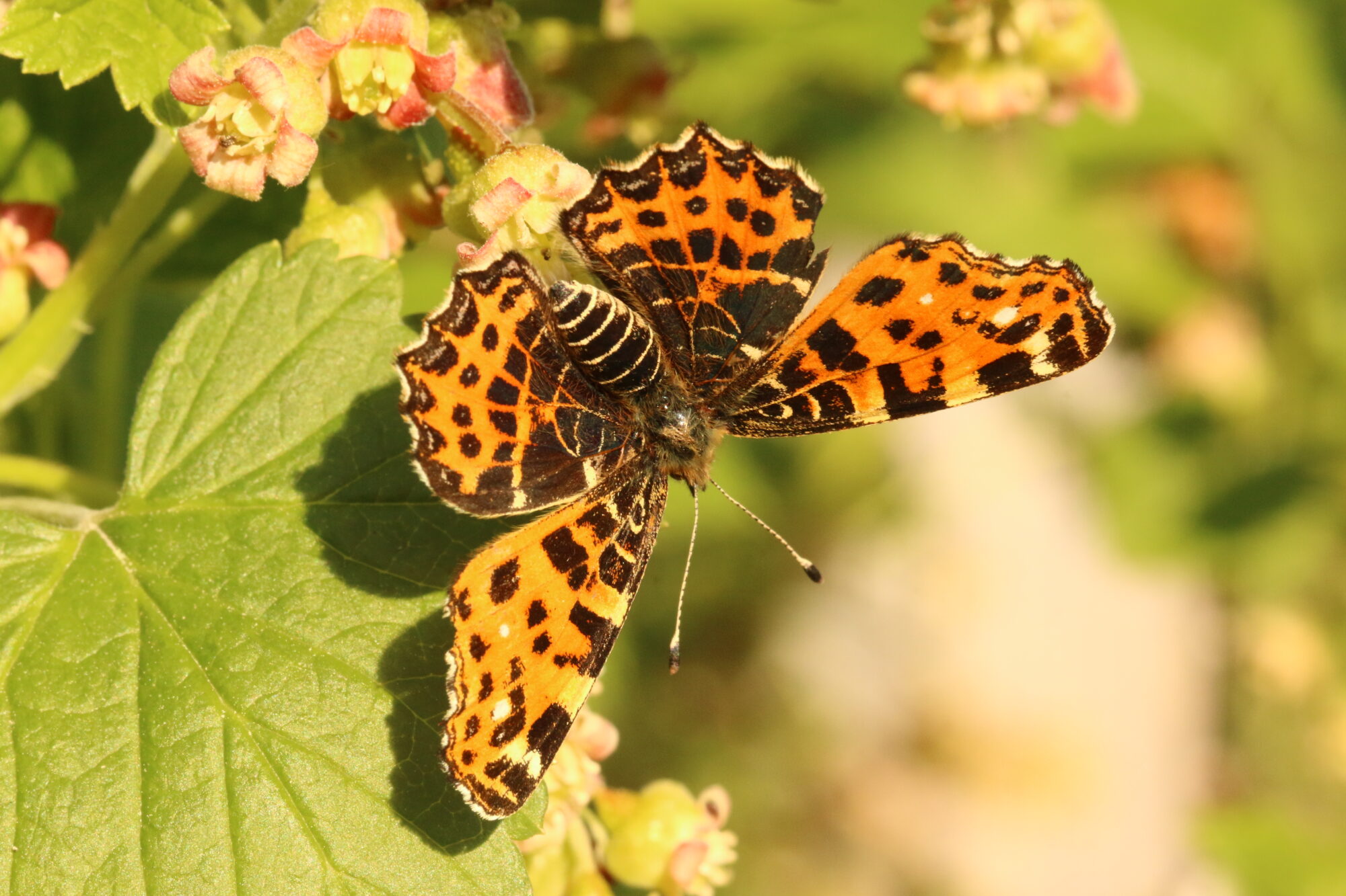 Valokuvaaja: Heimo Nurmi