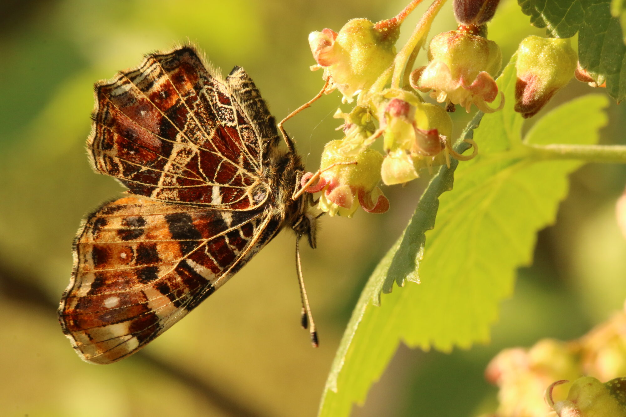 Valokuvaaja: Heimo Nurmi