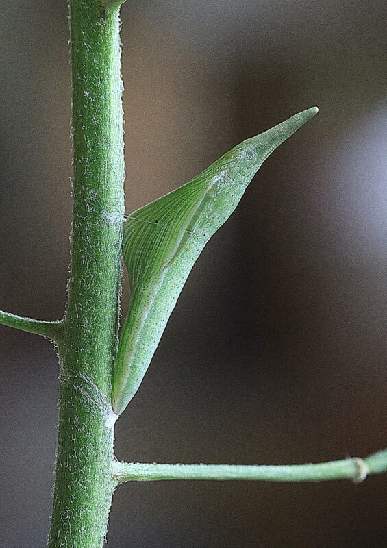 Valokuvaaja: Hannu Rasiranta
