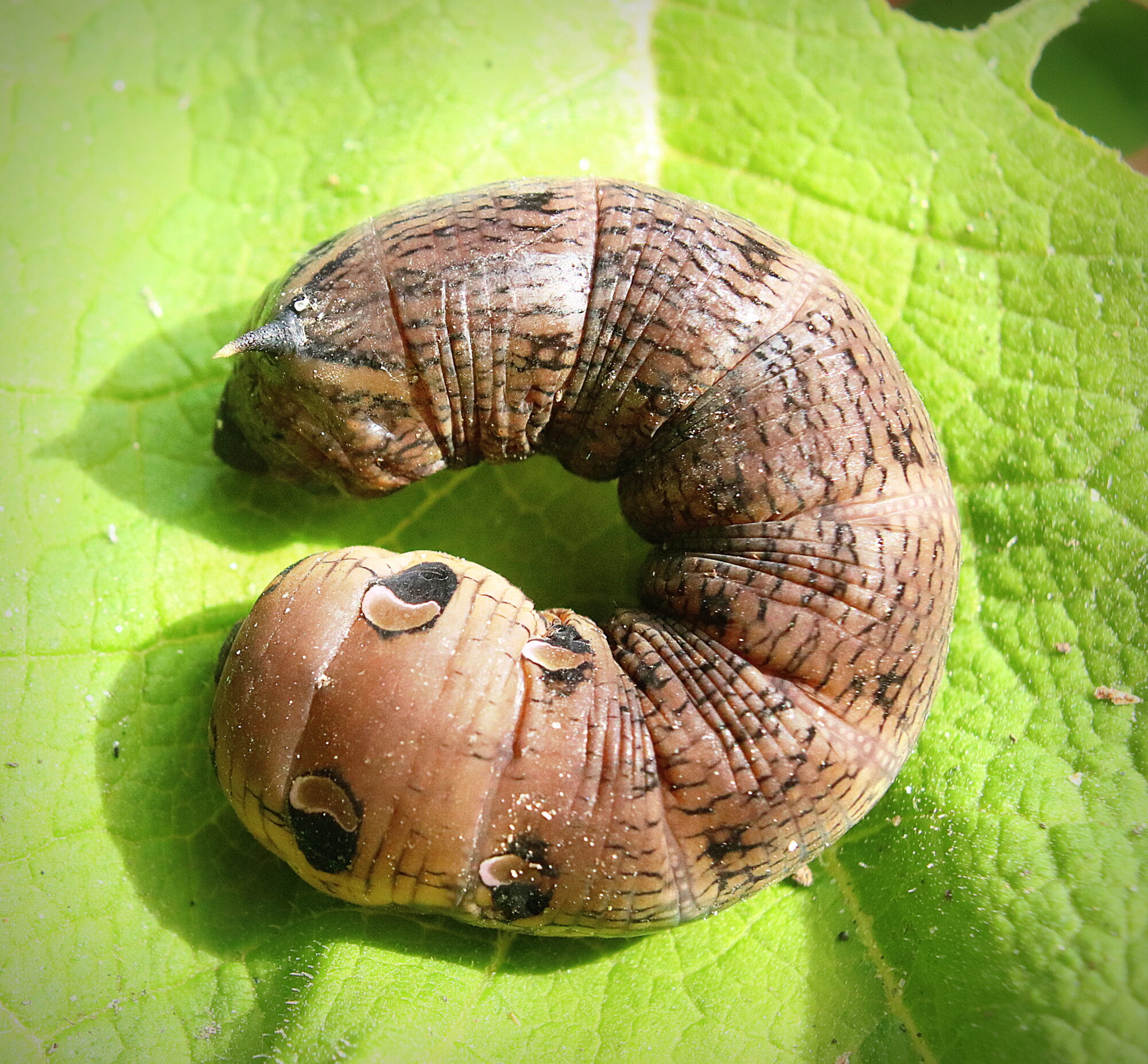 Valokuvaaja: Irja Lehtinen