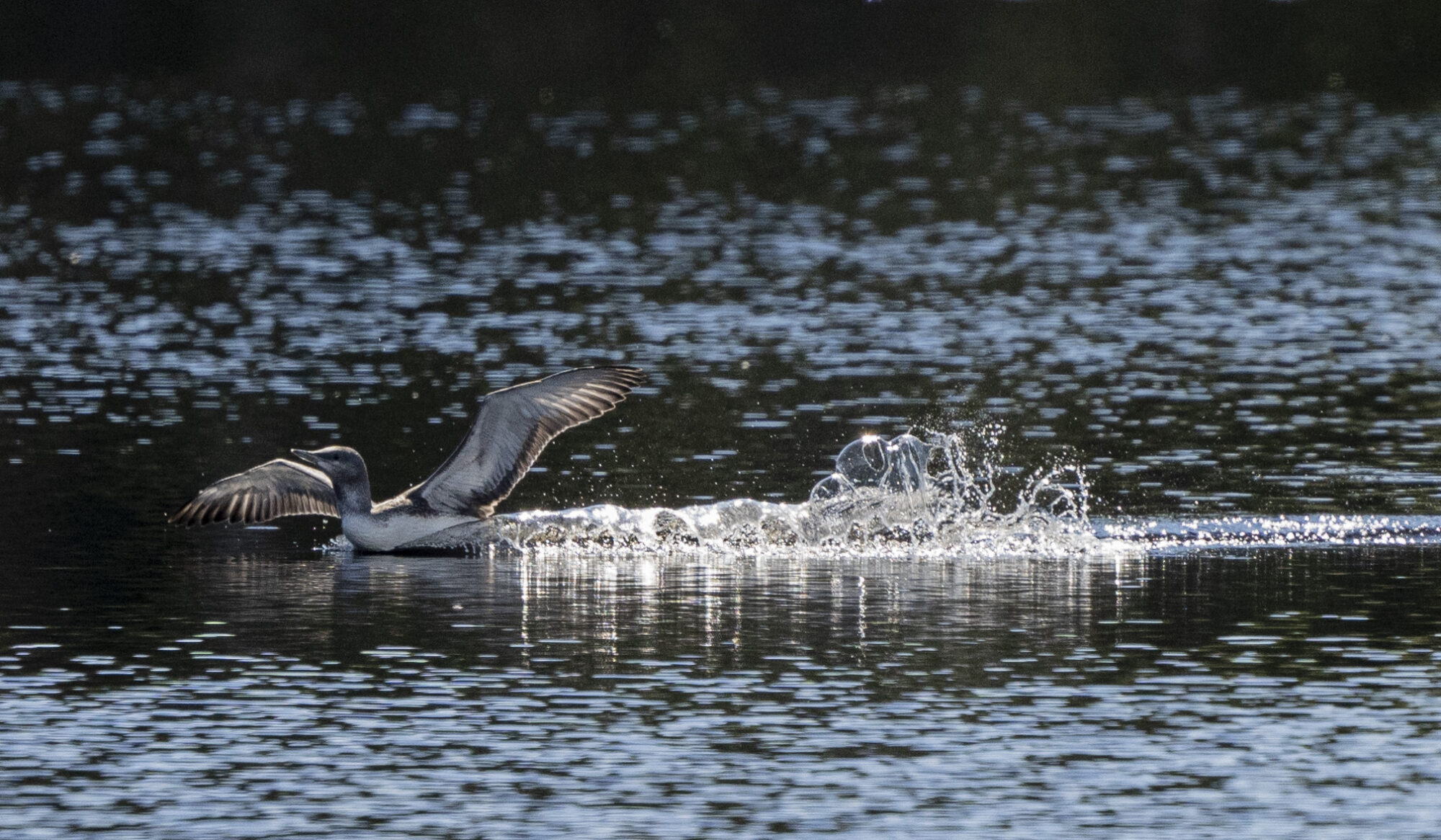 Valokuvaaja: Eero Peltonen Valokuvaaja: Eero Peltonen