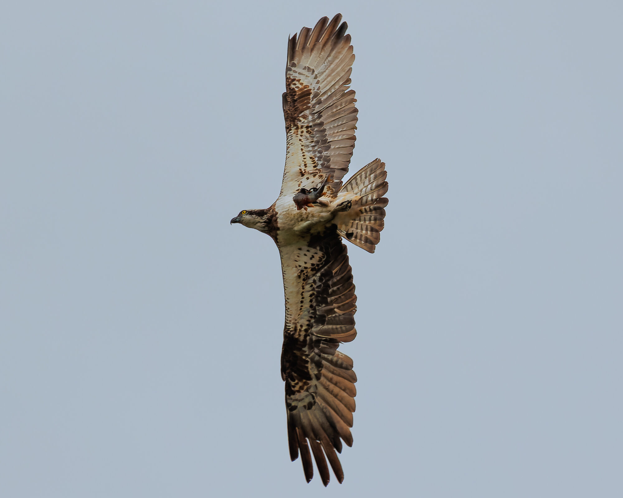 Valokuvaaja: Tommi Kujala