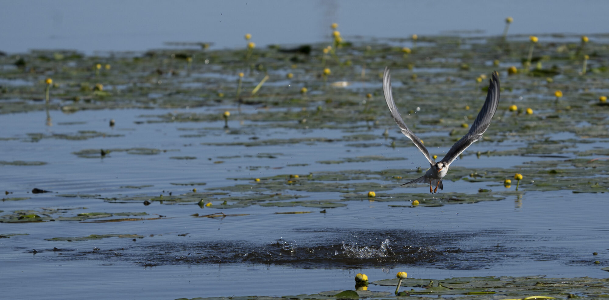 Valokuvaaja: Eero Peltonen