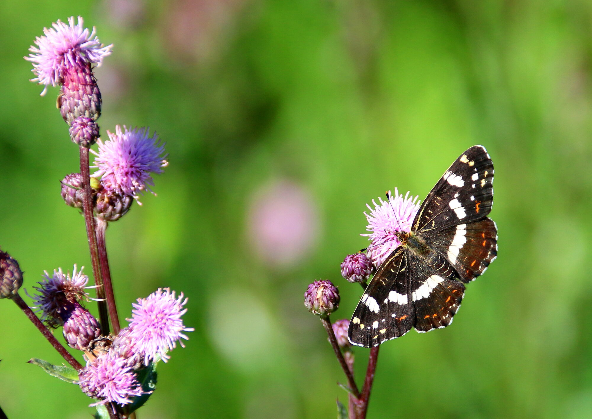 Valokuvaaja: Tuukka Pahtamaa
