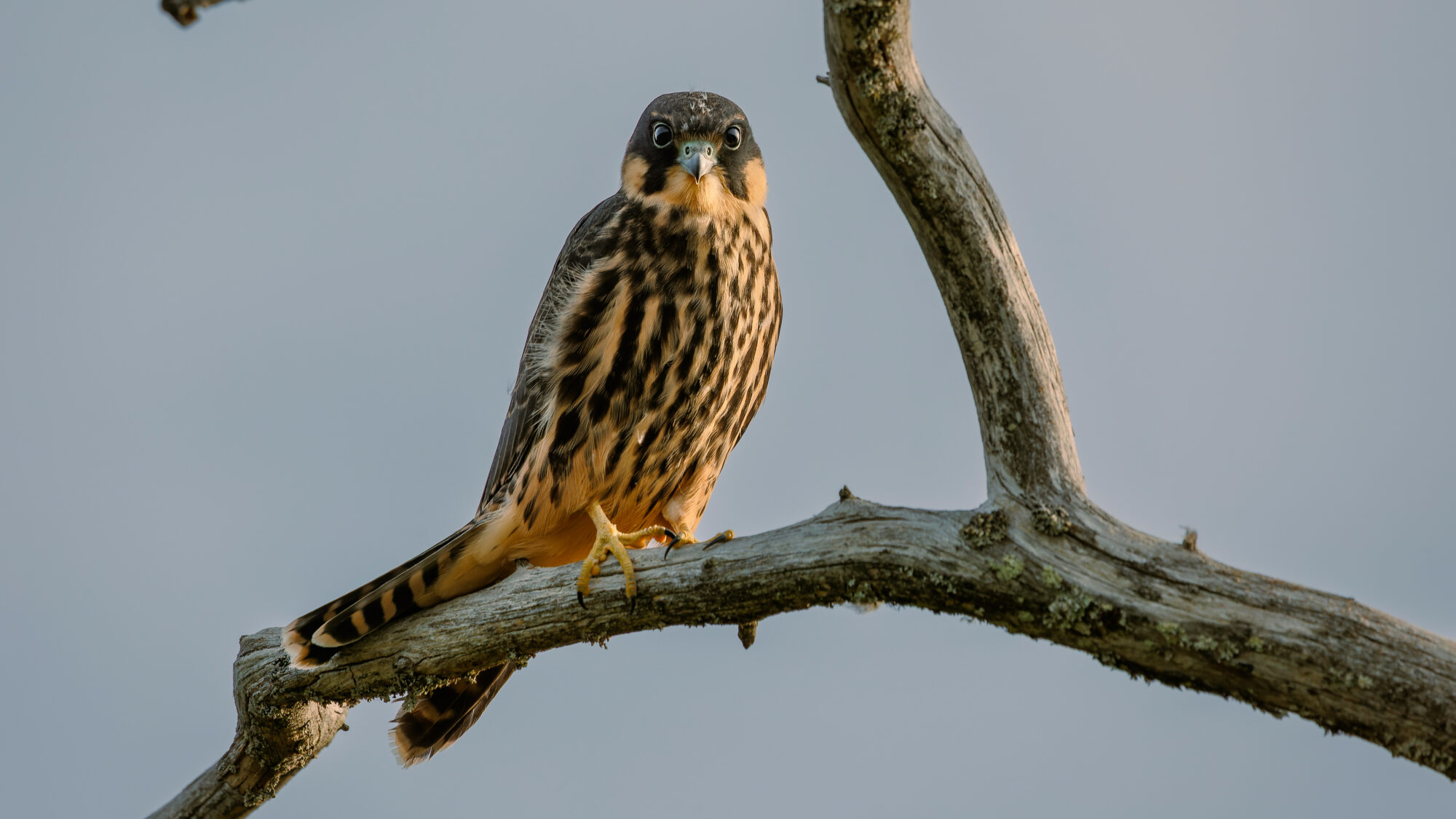 Valokuvaaja: Tommi Kujala