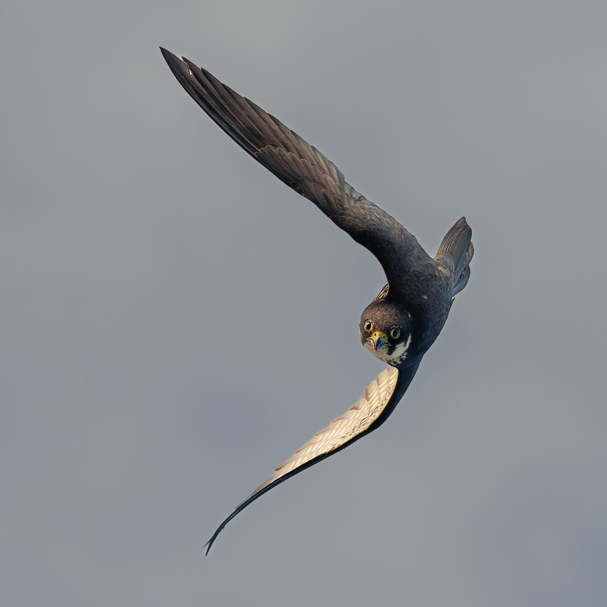 Valokuvaaja: Tommi Kujala