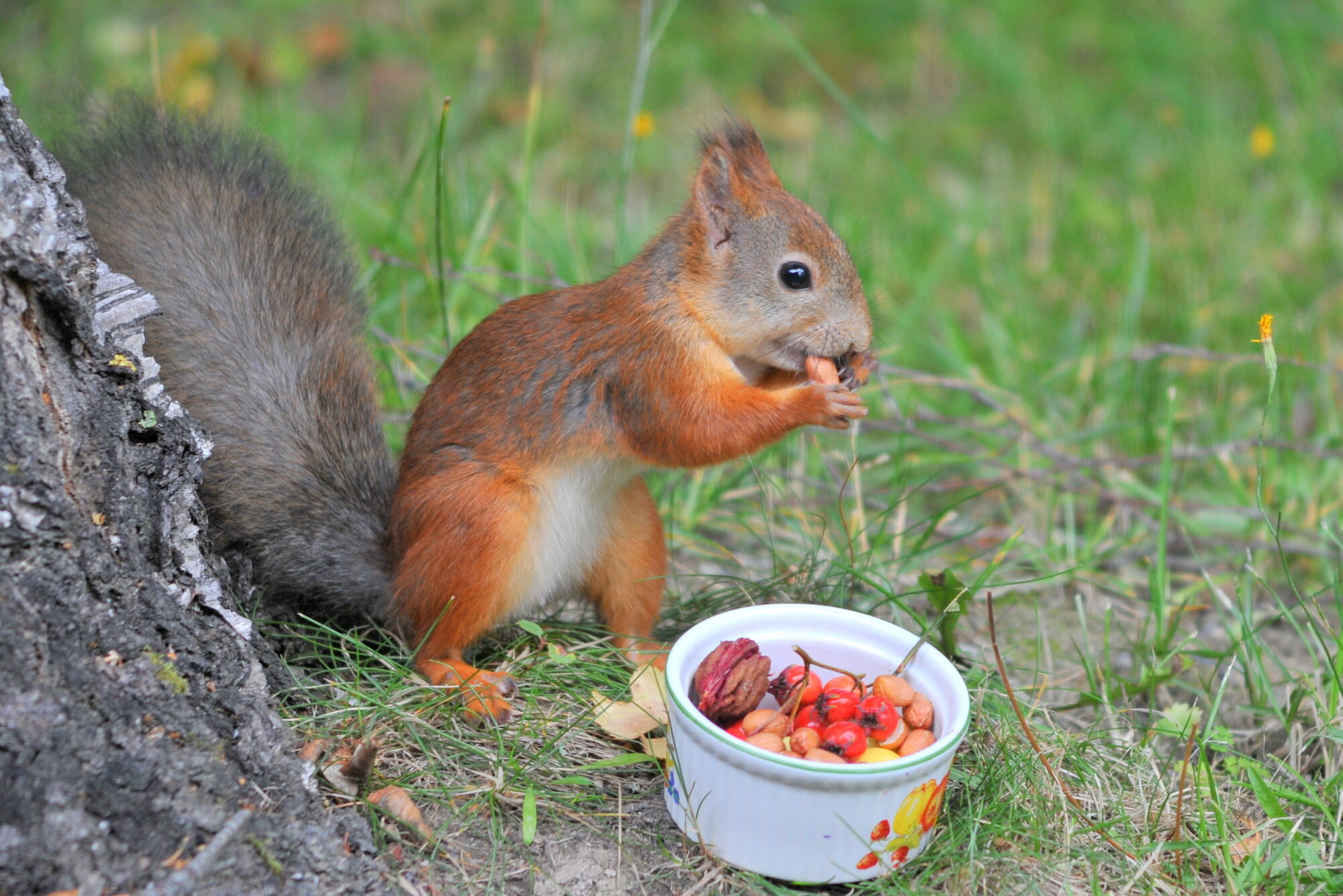 Valokuvaaja: Kaarlo Asikainen