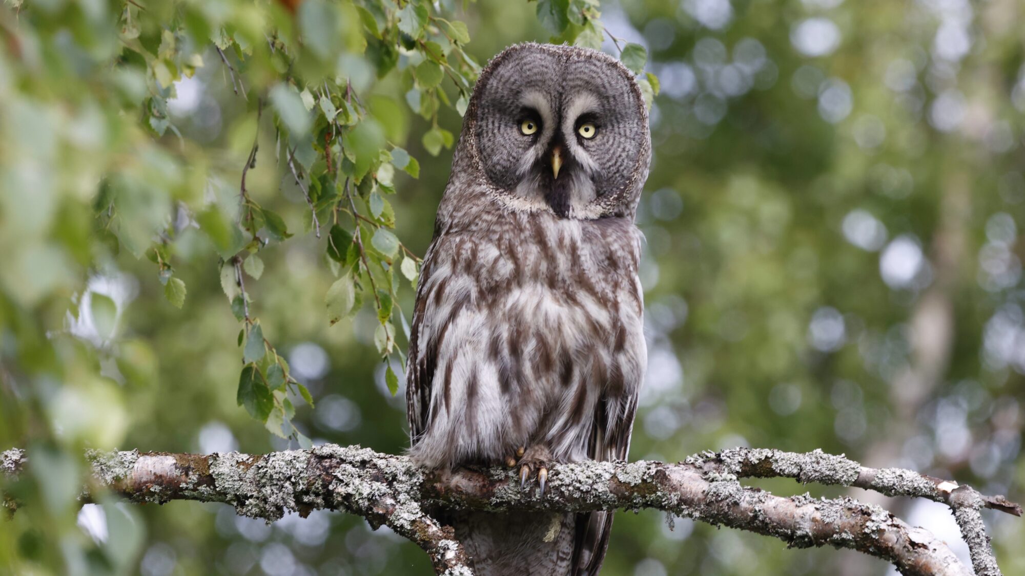 Valokuvaaja: Tommi Kujala