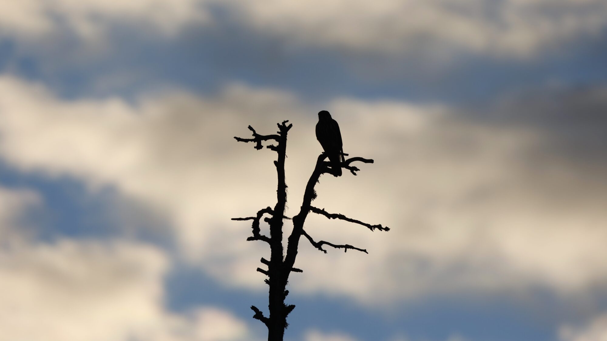 Valokuvaaja: Tommi Kujala