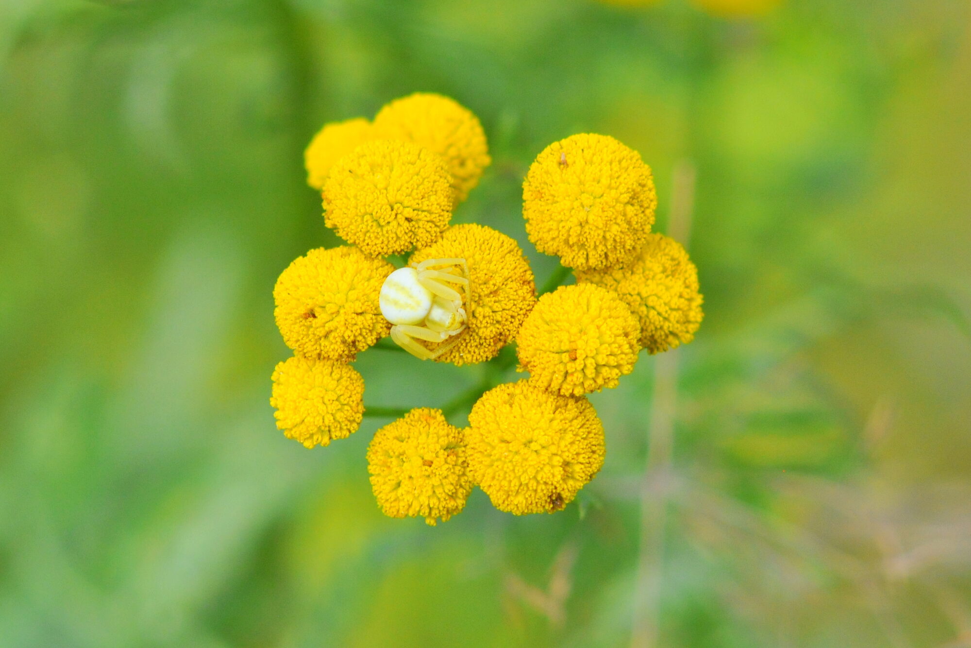 Valokuvaaja: Kaarlo Asikainen