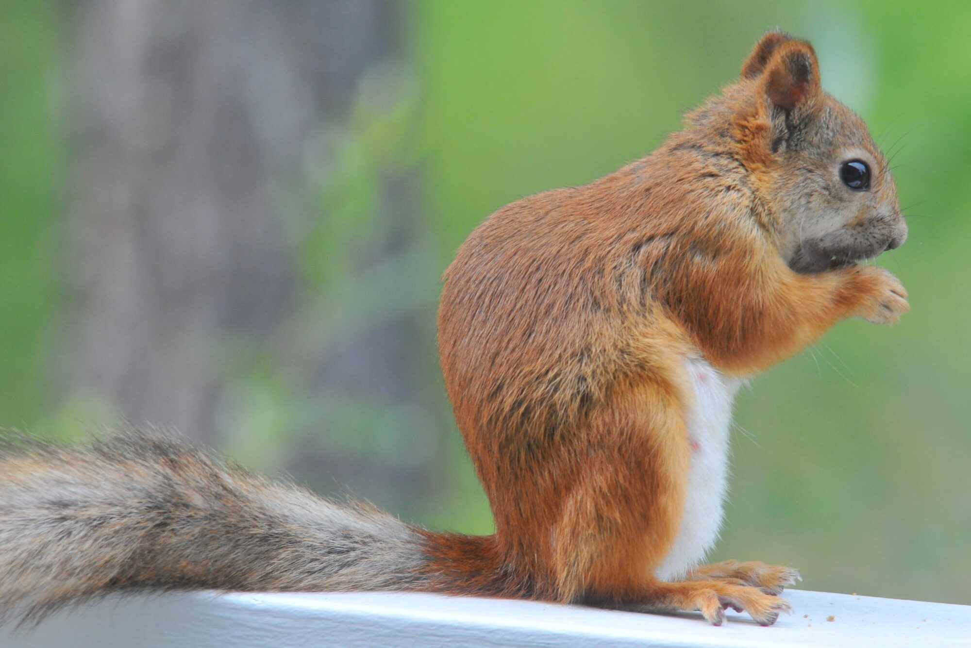 Valokuvaaja: Kaarlo Asikainen