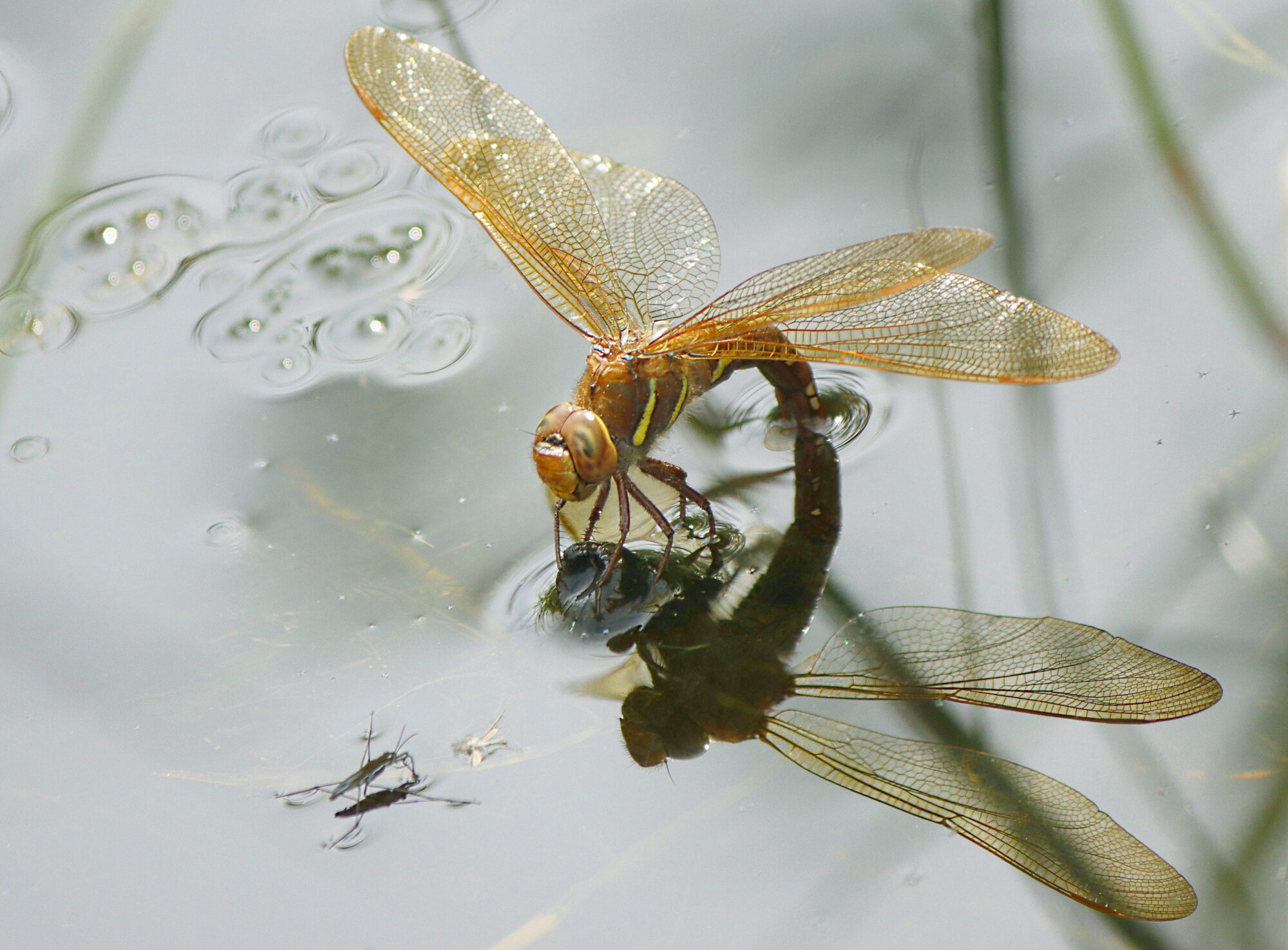 Valokuvaaja: Ritva Nieminen