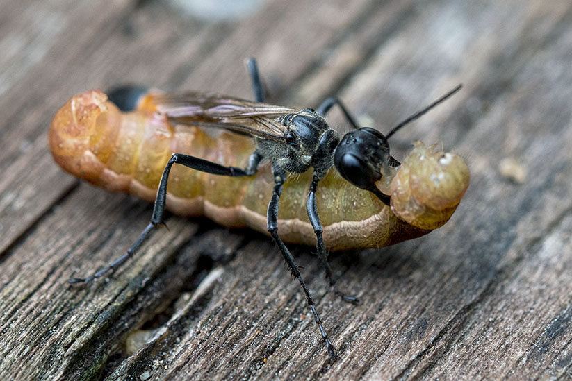 Valokuvaaja: Jarmo Syyli