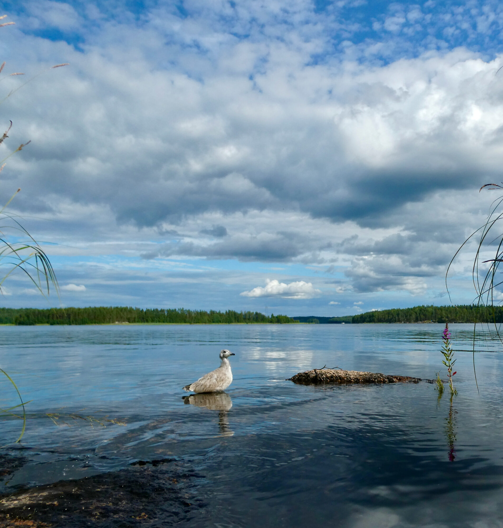 Valokuvaaja: Liisa Niiva-Korpela