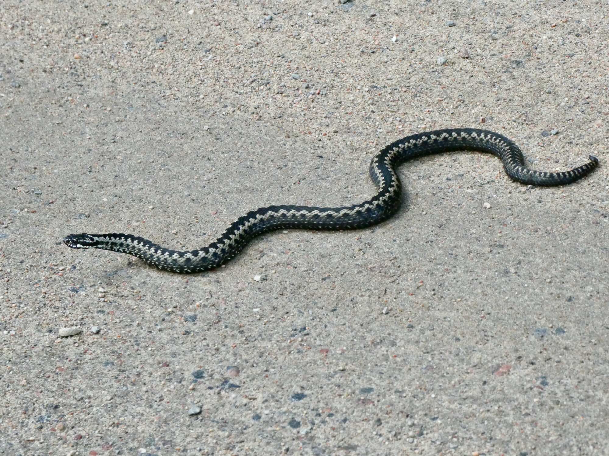 Valokuvaaja: Liisa Niiva-Korpela