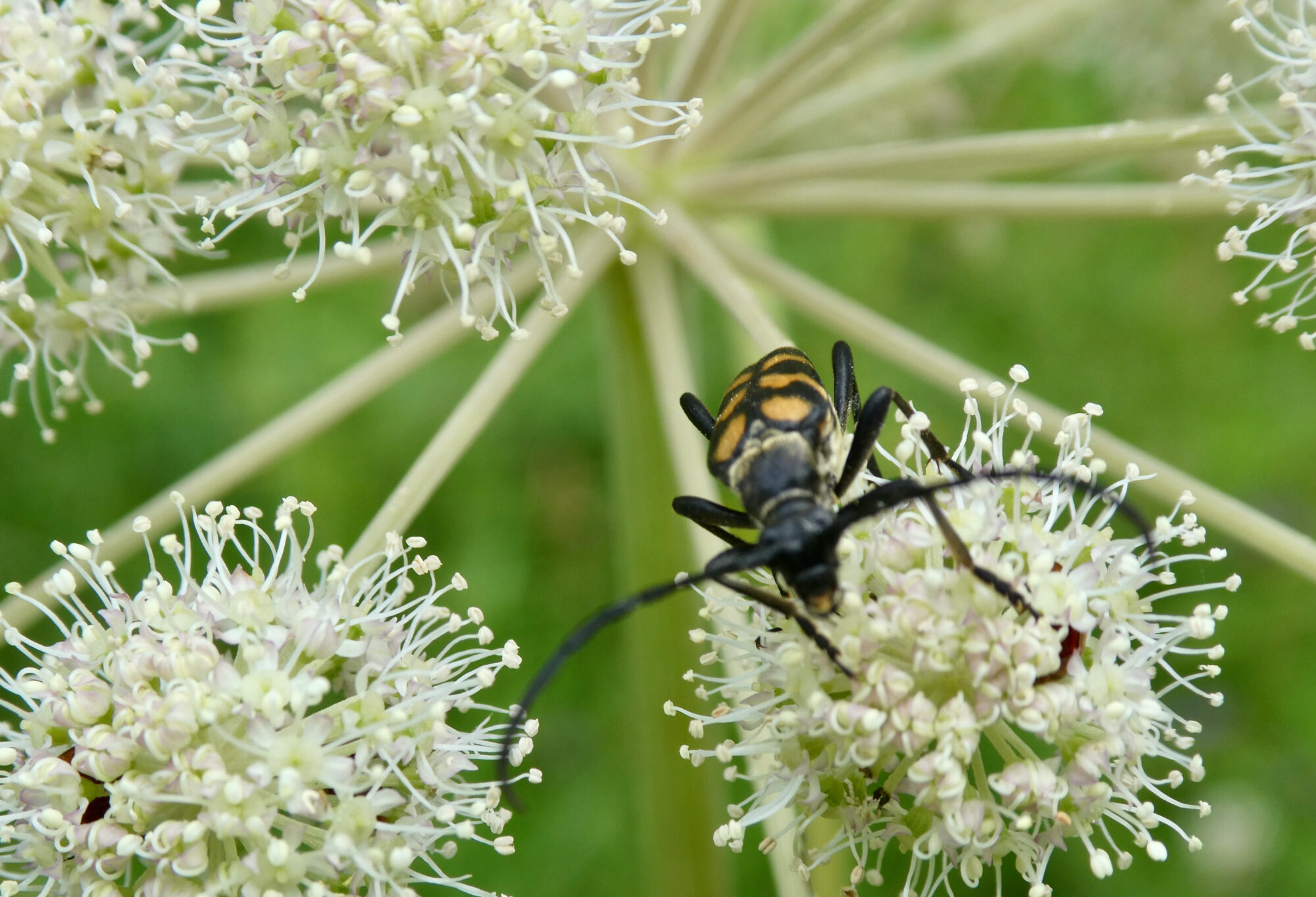 Valokuvaaja: Liisa Niiva-Korpela