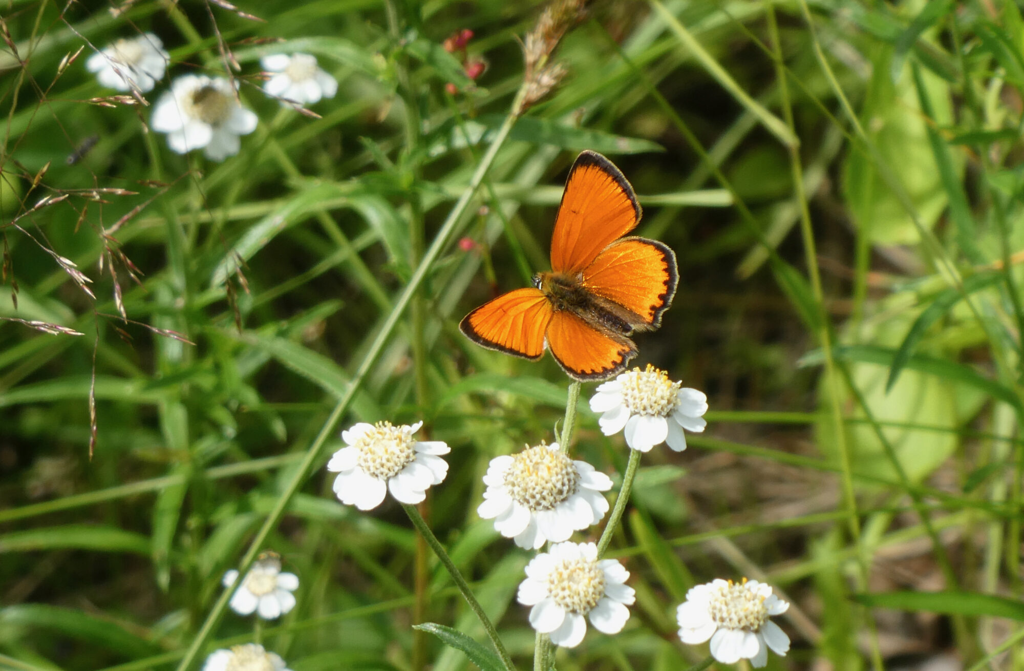 Valokuvaaja: Liisa Niiva-Korpela