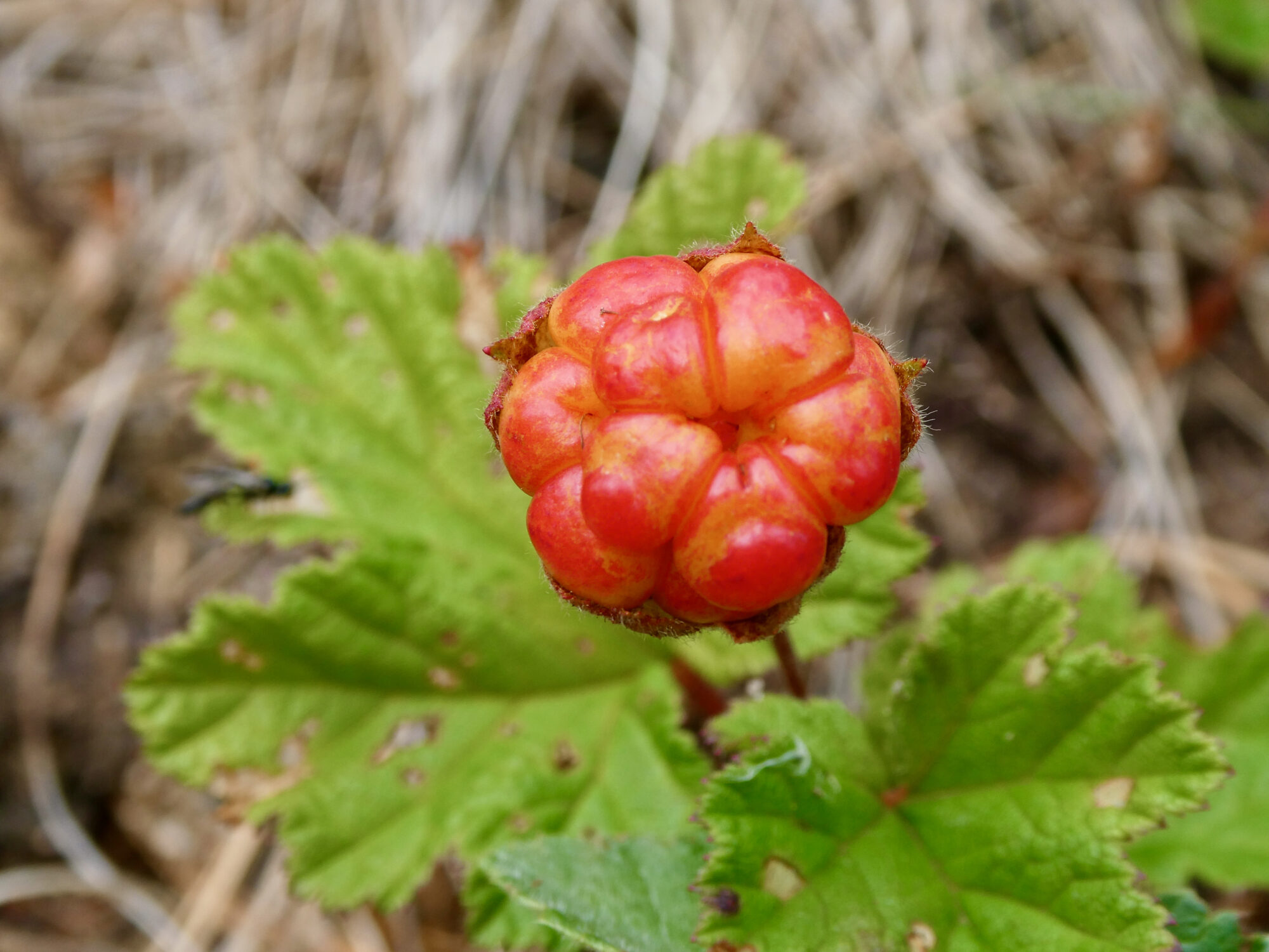 Valokuvaaja: Liisa Niiva-Korpela