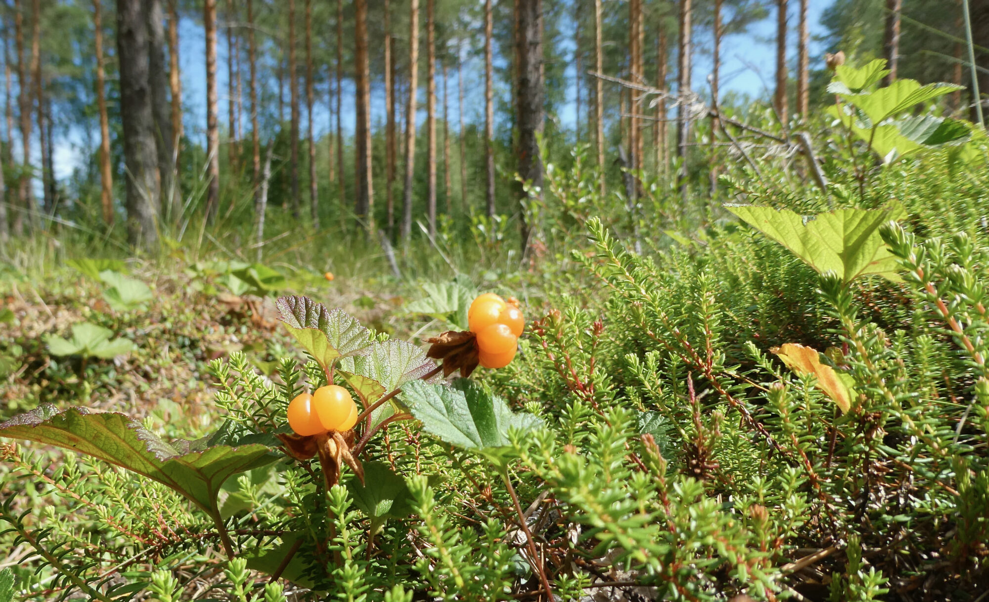 Valokuvaaja: Liisa Niiva-Korpela