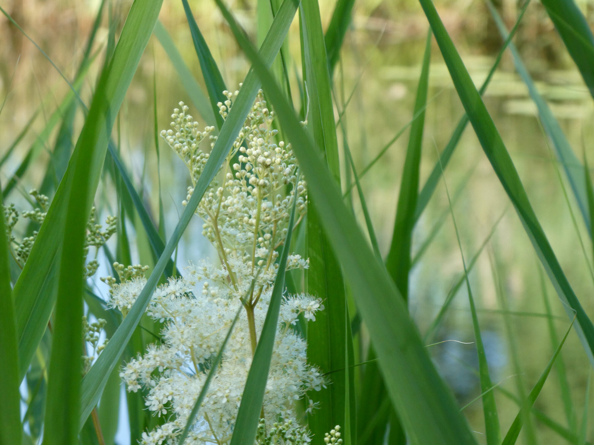 Valokuvaaja: Liisa Niiva-Korpela