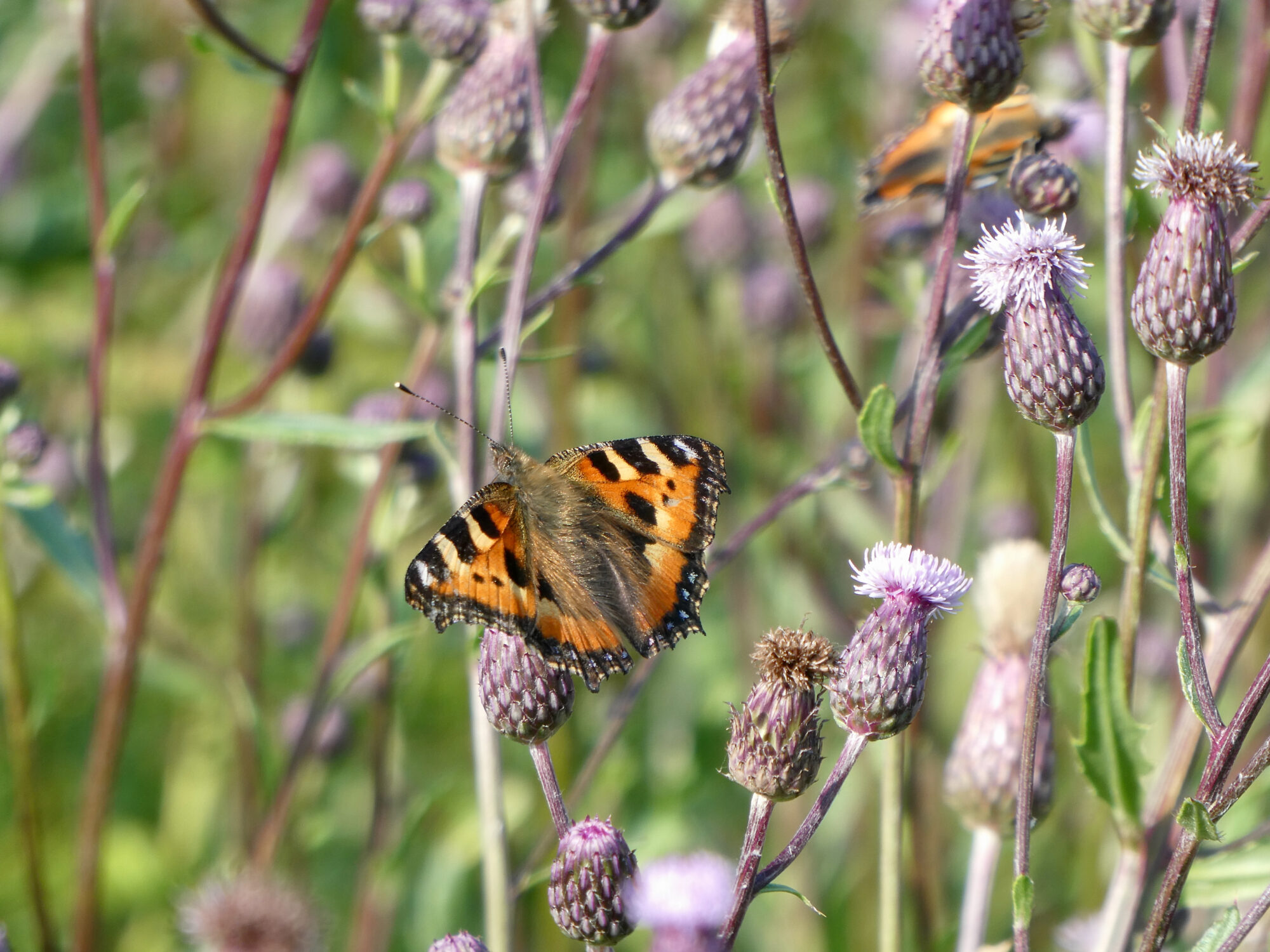 Valokuvaaja: Liisa Niiva-Korpela