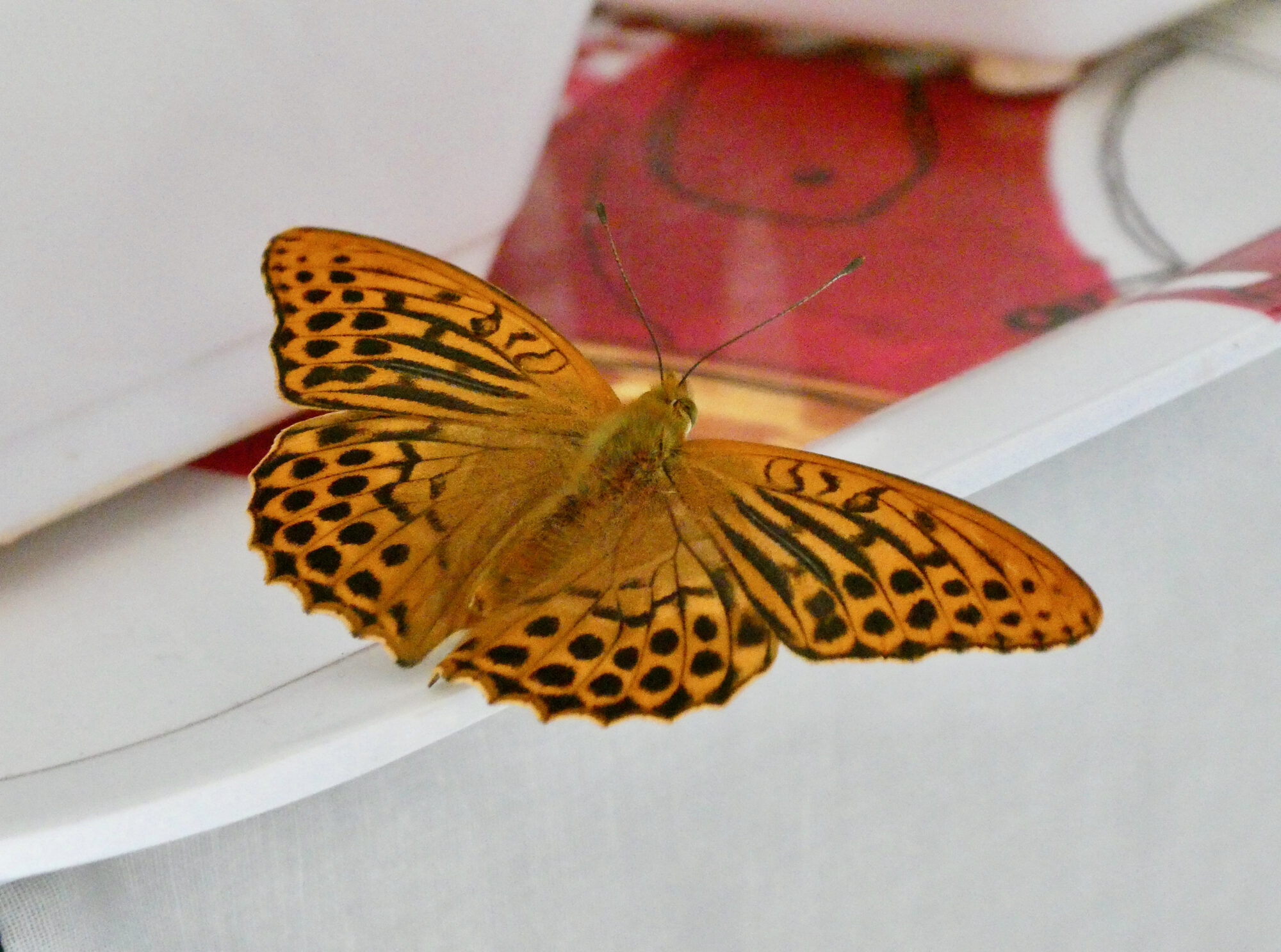 Valokuvaaja: Liisa Niiva-Korpela