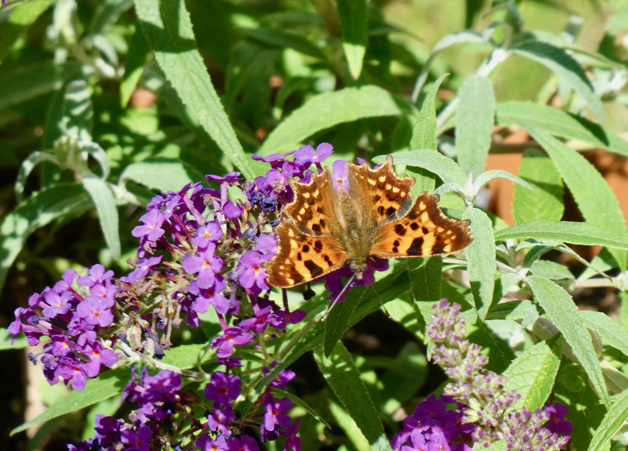 Valokuvaaja: Liisa Niiva-Korpela