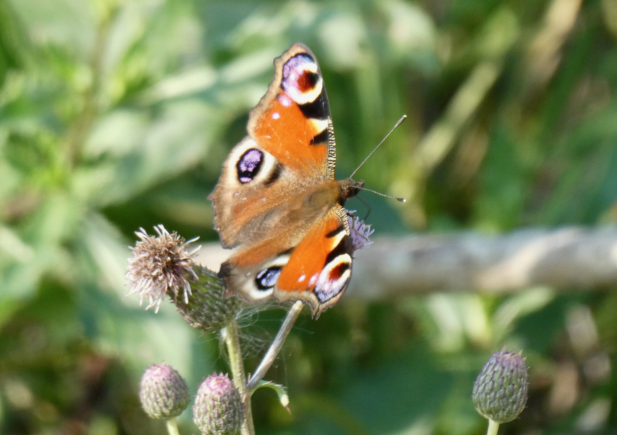 Valokuvaaja: Liisa Niiva-Korpela