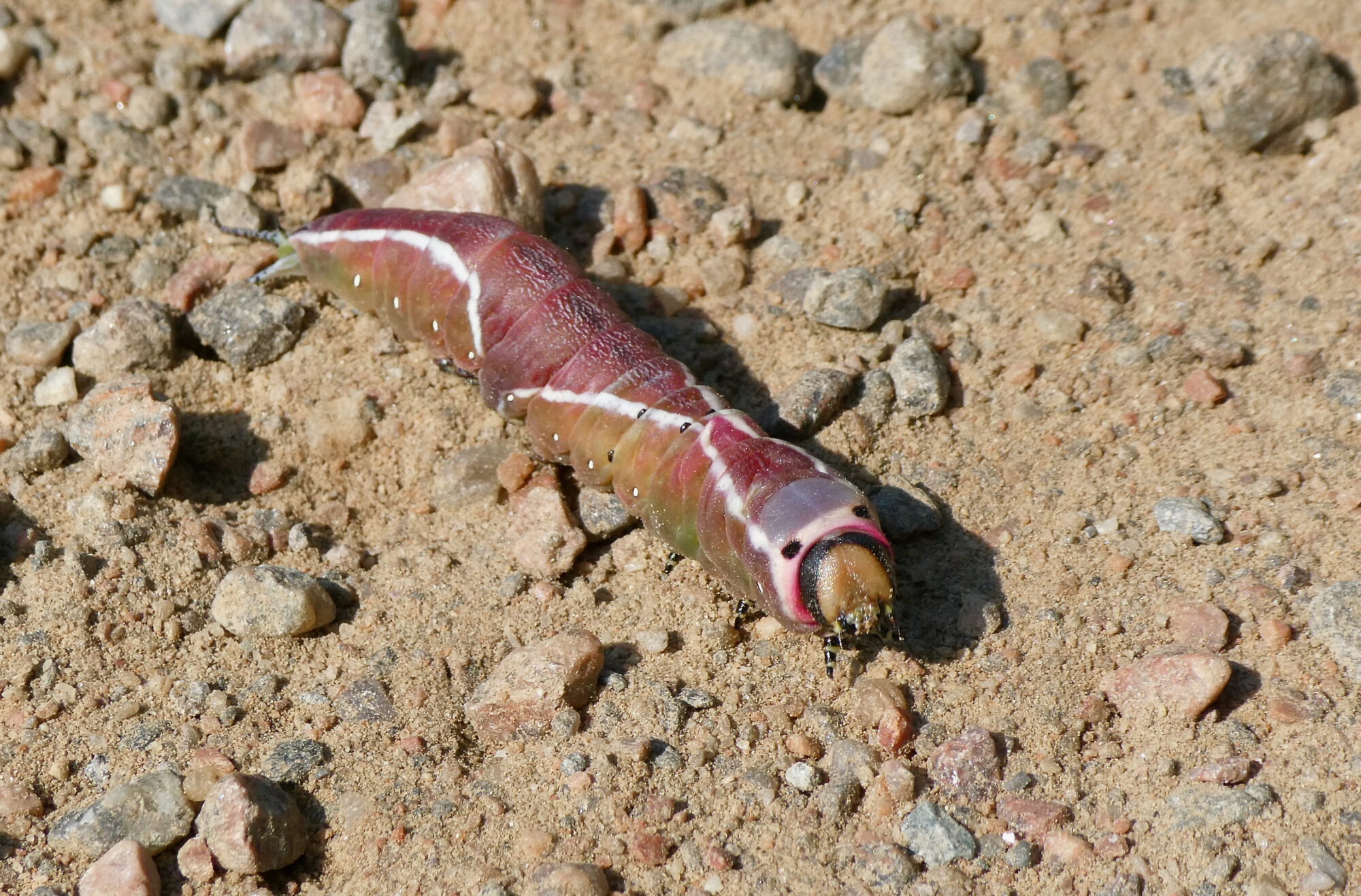 Valokuvaaja: Liisa Niiva-Korpela