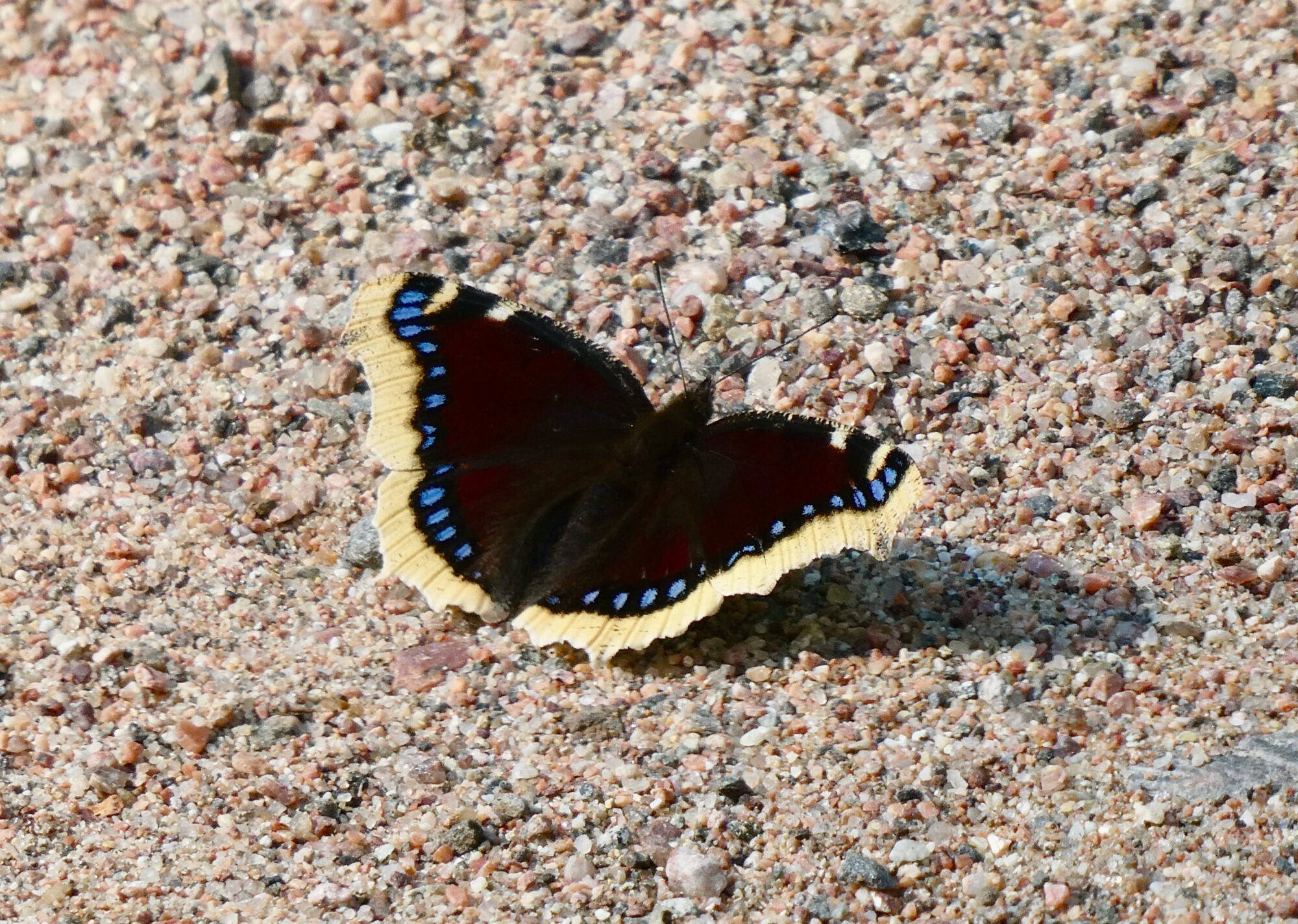 Valokuvaaja: Liisa Niiva-Korpela Valokuvaaja: Liisa Niiva-Korpela