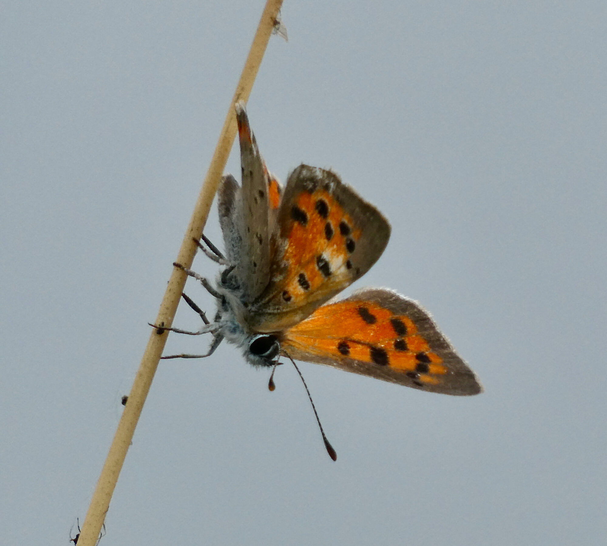 Valokuvaaja: Liisa Niiva-Korpela