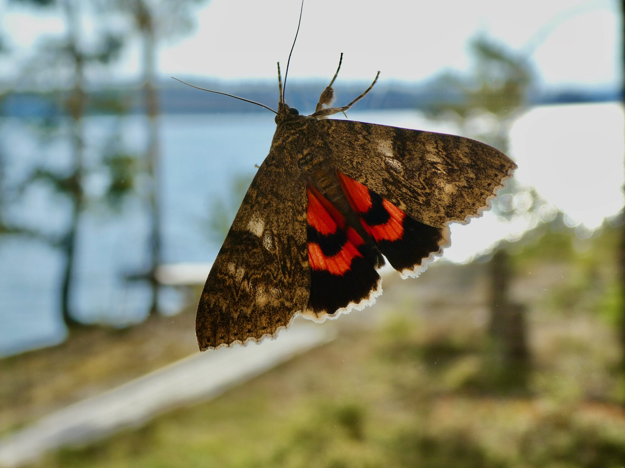 Valokuvaaja: Liisa Niiva-Korpela