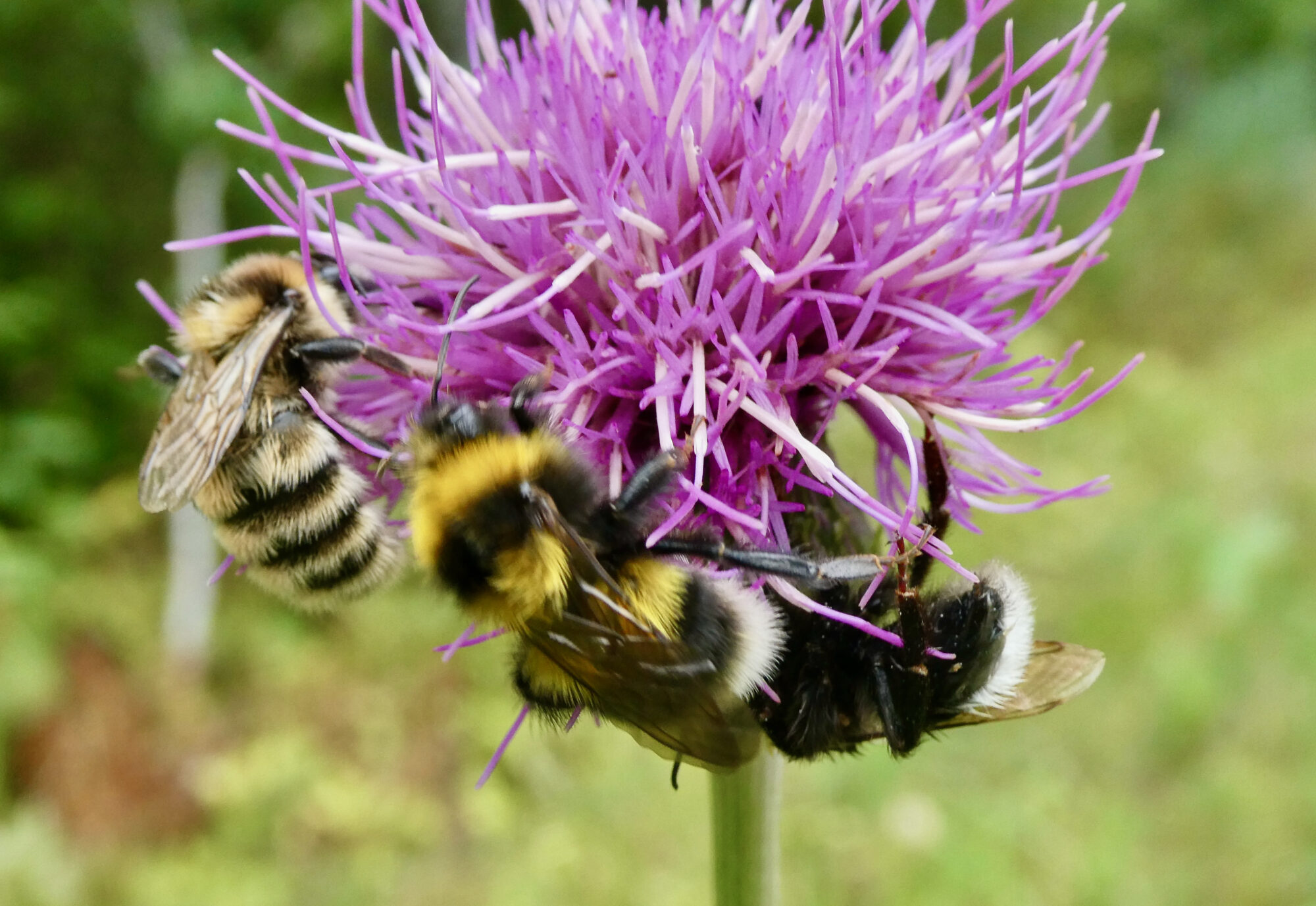 Valokuvaaja: Liisa Niiva-Korpela
