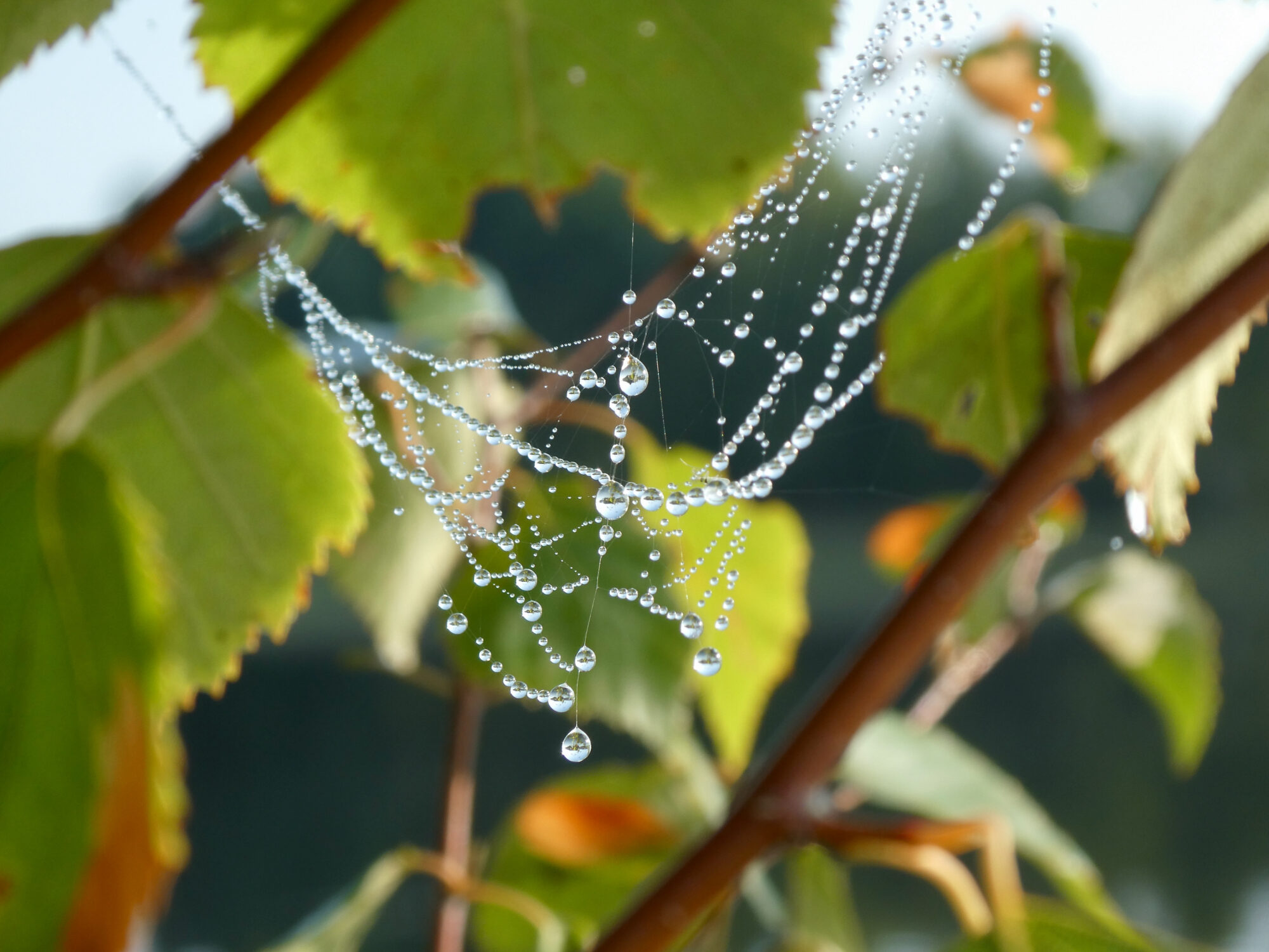 Valokuvaaja: Liisa Niiva-Korpela Valokuvaaja: Liisa Niiva-Korpela