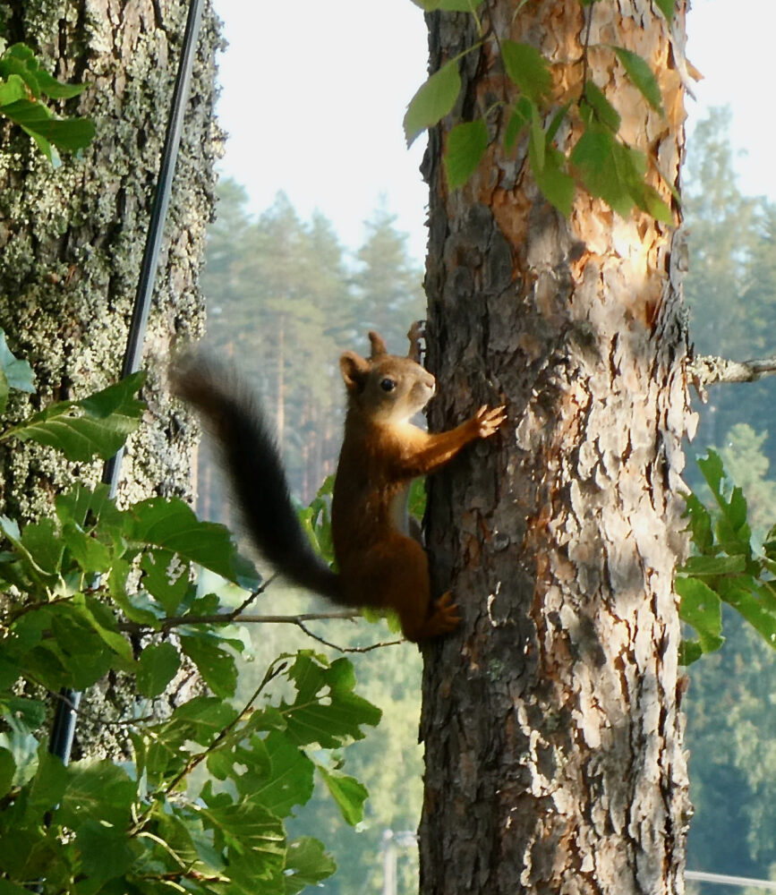 Orava