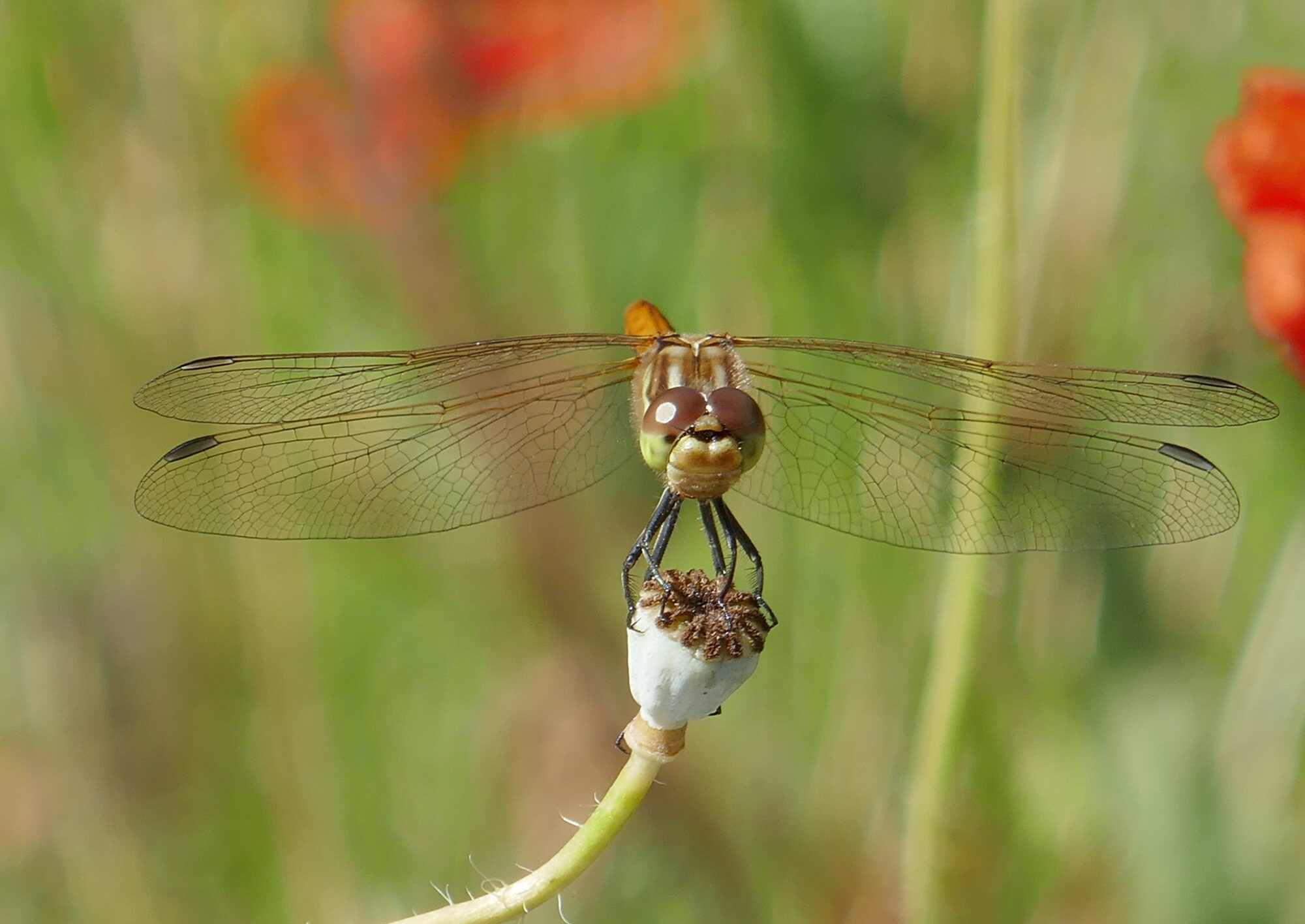 Valokuvaaja: Marjut Ikonen