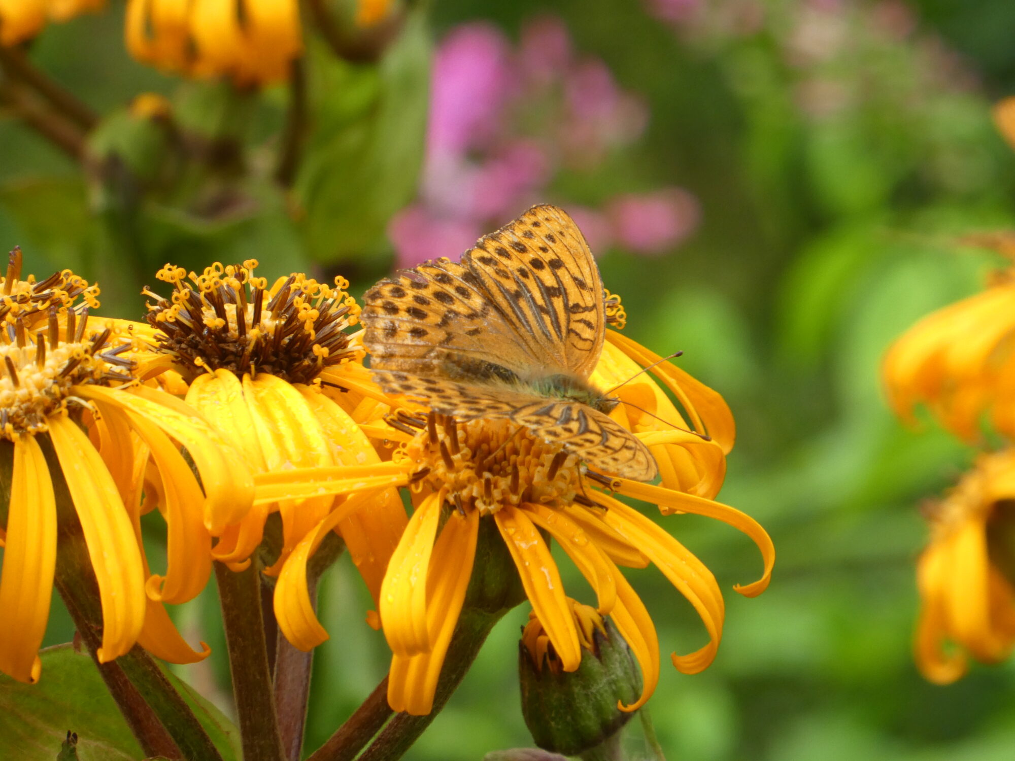 Valokuvaaja: Anja Mustamaa