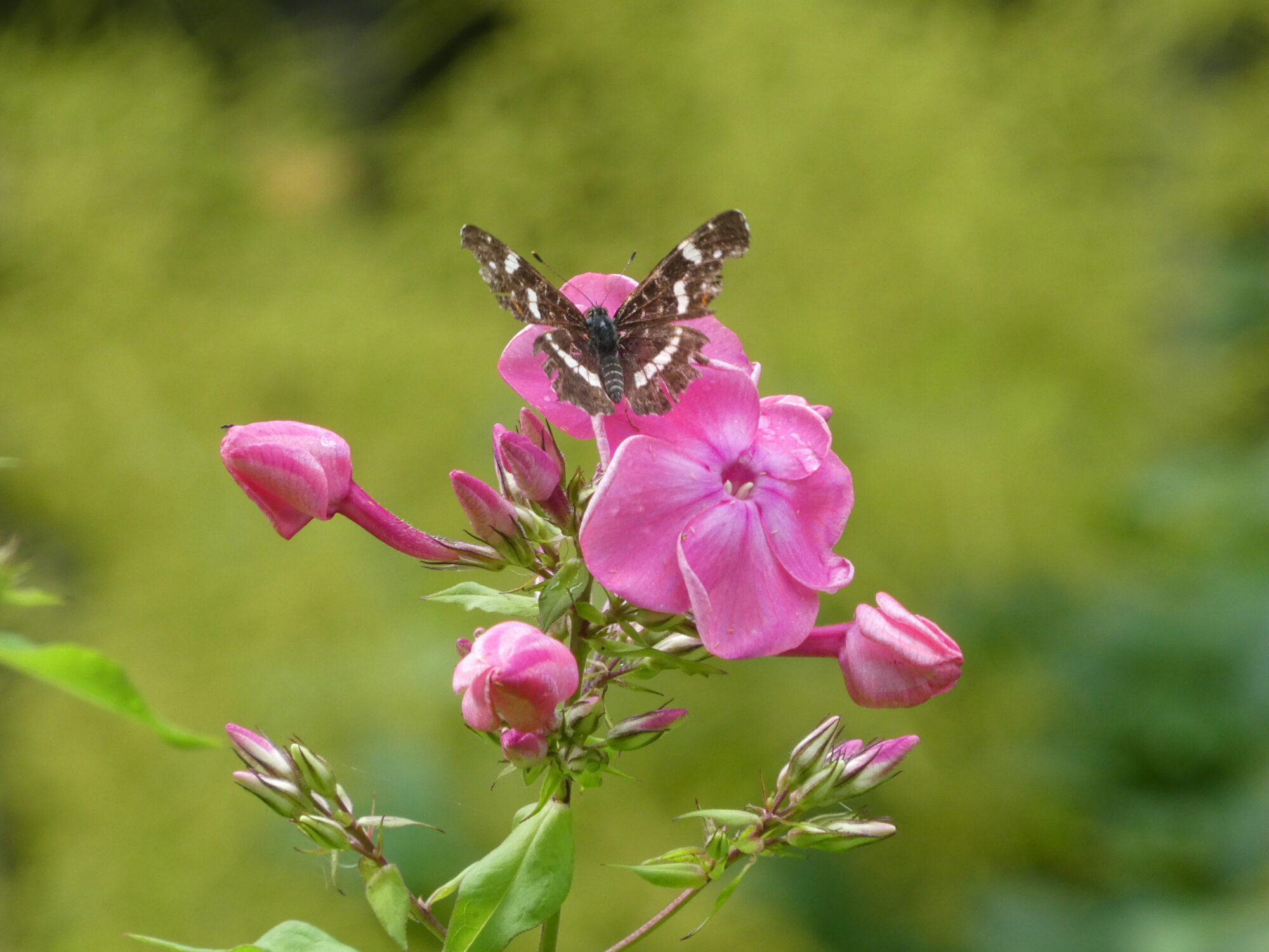 Valokuvaaja: Anja Mustamaa