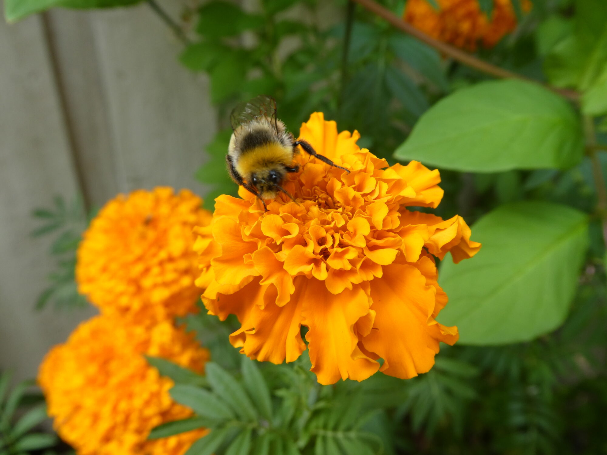 Valokuvaaja: Anja Mustamaa