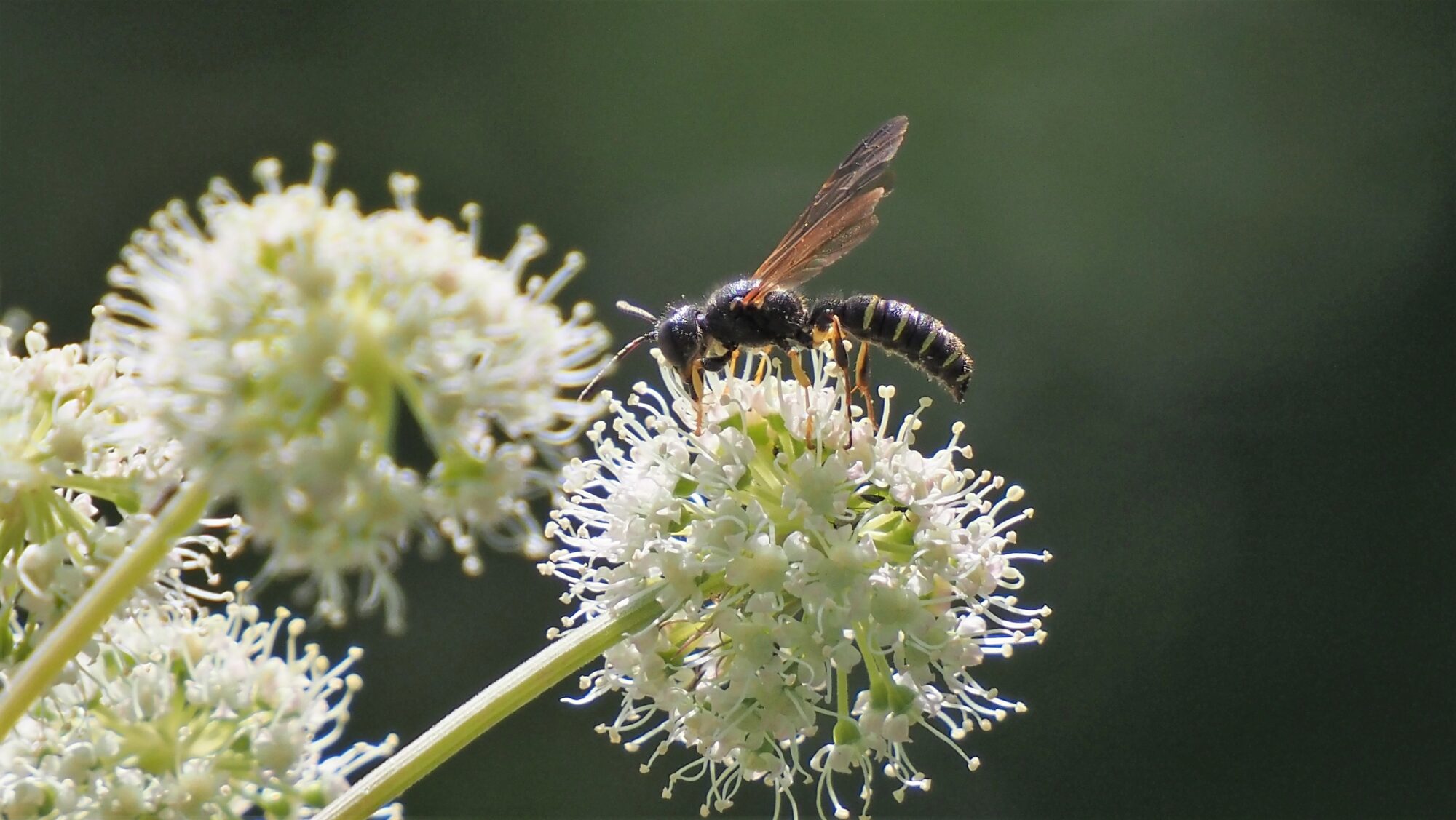 Valokuvaaja: Arja Valtonen