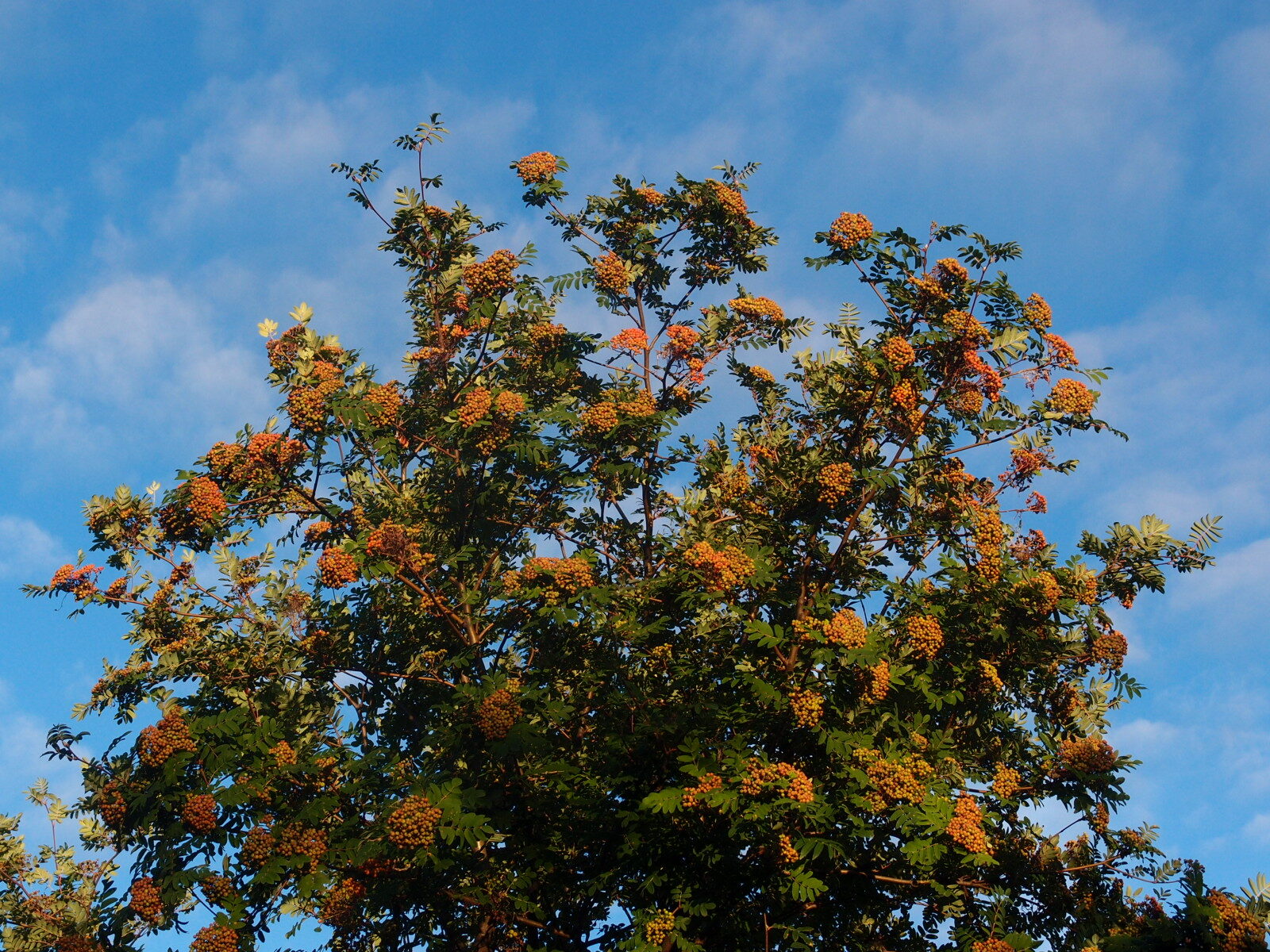 Valokuvaaja: Risto Kangassalo